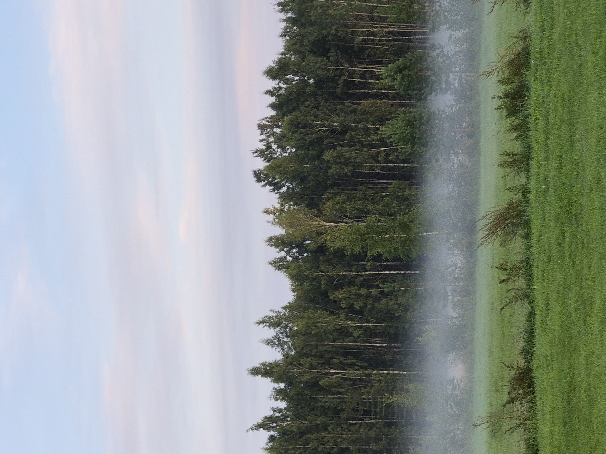 A vertical, wide-angle shot shows a peaceful, misty landscape under a pale pink and blue sky, likely at dawn or dusk. The bottom half of the image is dominated by a vibrant green grassy field. In the middle ground, a thin band of white mist hovers just above the field, obscuring the lower portions of a dense, dark green forest that stretches across the entire width of the frame. The forest is composed of a mix of coniferous and deciduous trees, with the lighter trunks of birches visible interspersed among the darker foliage. A few taller trees stand out against the denser canopy, their tops reaching towards the sky. The sky above is a soft gradient of pale blue at the top, transitioning to a delicate pink near the horizon, with faint wisps of clouds. The overall impression is one of tranquility and natural beauty, with the mist adding an ethereal quality to the scene. This scene is located in Sooblase, Estonia.