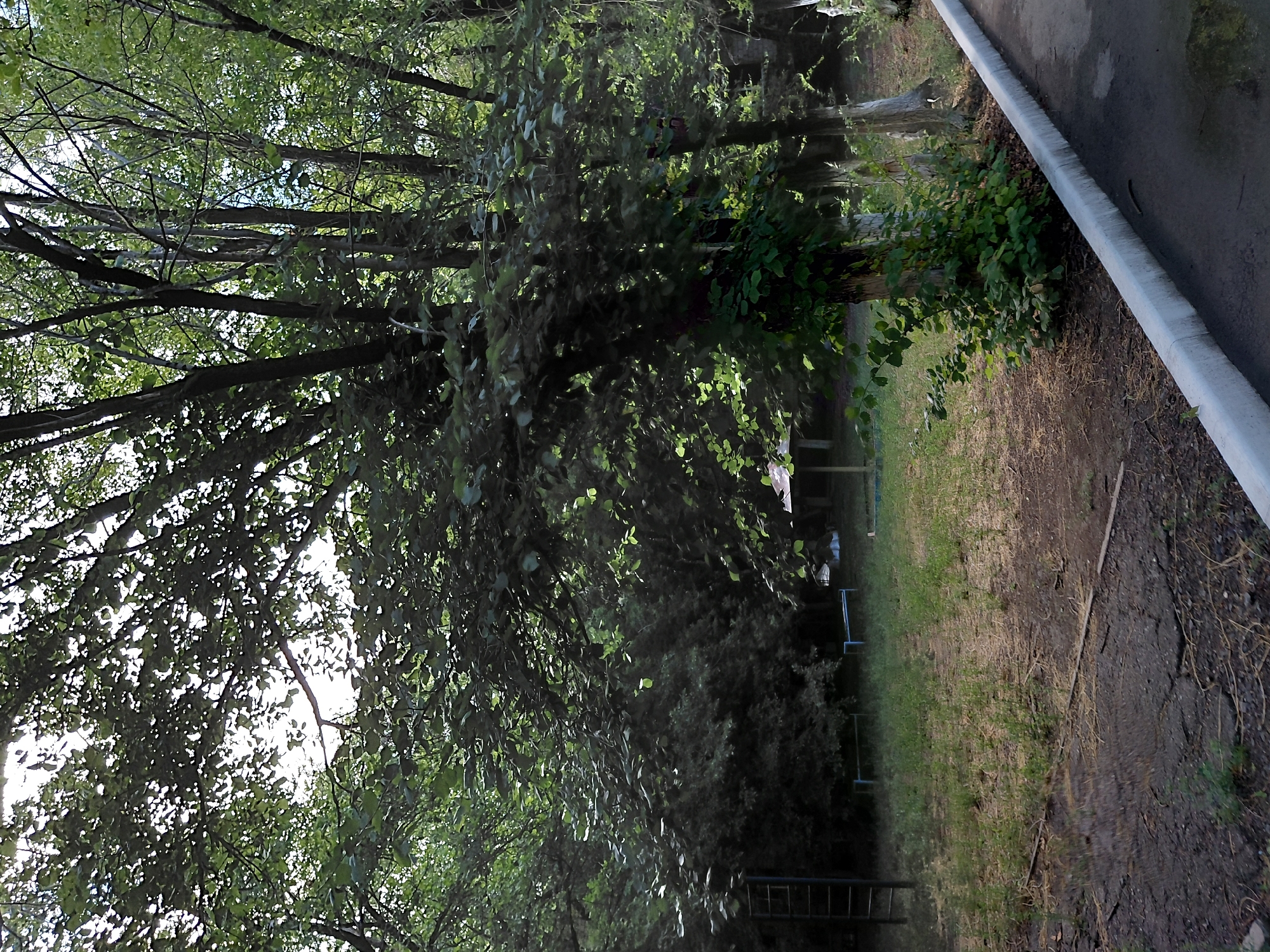 A paved pathway with a concrete curb runs along the right side of the image. Beyond the pathway is a grassy area with scattered dirt patches and dry grass. In the background, a large tree with thick foliage shades the area. To the left, there is a metal climbing frame. Further back, behind the trees, a small shelter with a roof is visible. The scene appears to be an outdoor recreational space within a city.