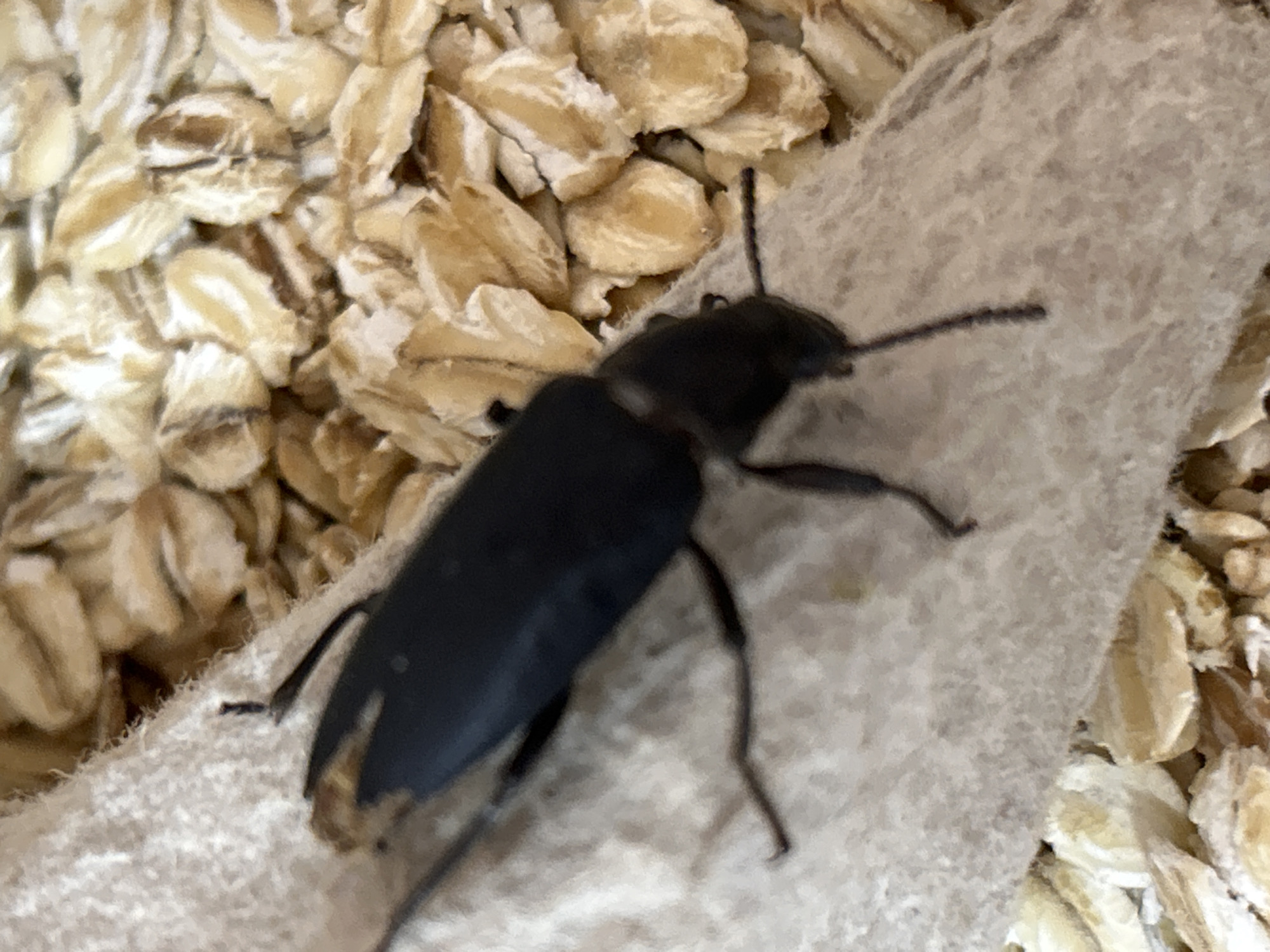 A black beetle is on a light-colored textured surface, with a background of rolled oats. The beetle's body is elongated and smooth, and it has visible legs. The image appears to be a close-up shot, focusing on the beetle and its immediate surroundings. There is no indication of the city of Zelenograd, Russia in the image.
