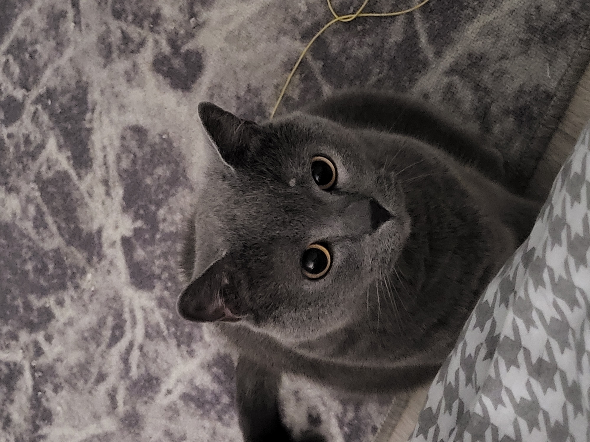 A close-up, eye-level shot captures a fluffy, grey cat with bright yellow eyes looking directly at the camera. The cat is positioned in the center of the frame, with its head tilted slightly upwards. Its ears are perked, and its whiskers are visible. The background is a textured grey surface, possibly a carpet or blanket, with a subtle pattern. A thin yellow string is visible to the right of the cat, curling around. In the bottom left corner of the image, a portion of a patterned textile, in white and grey, is visible. The lighting appears to be soft, casting no harsh shadows on the cat. The overall impression is one of a calm and curious feline. The image is set in an indoor environment, with no specific location details available.