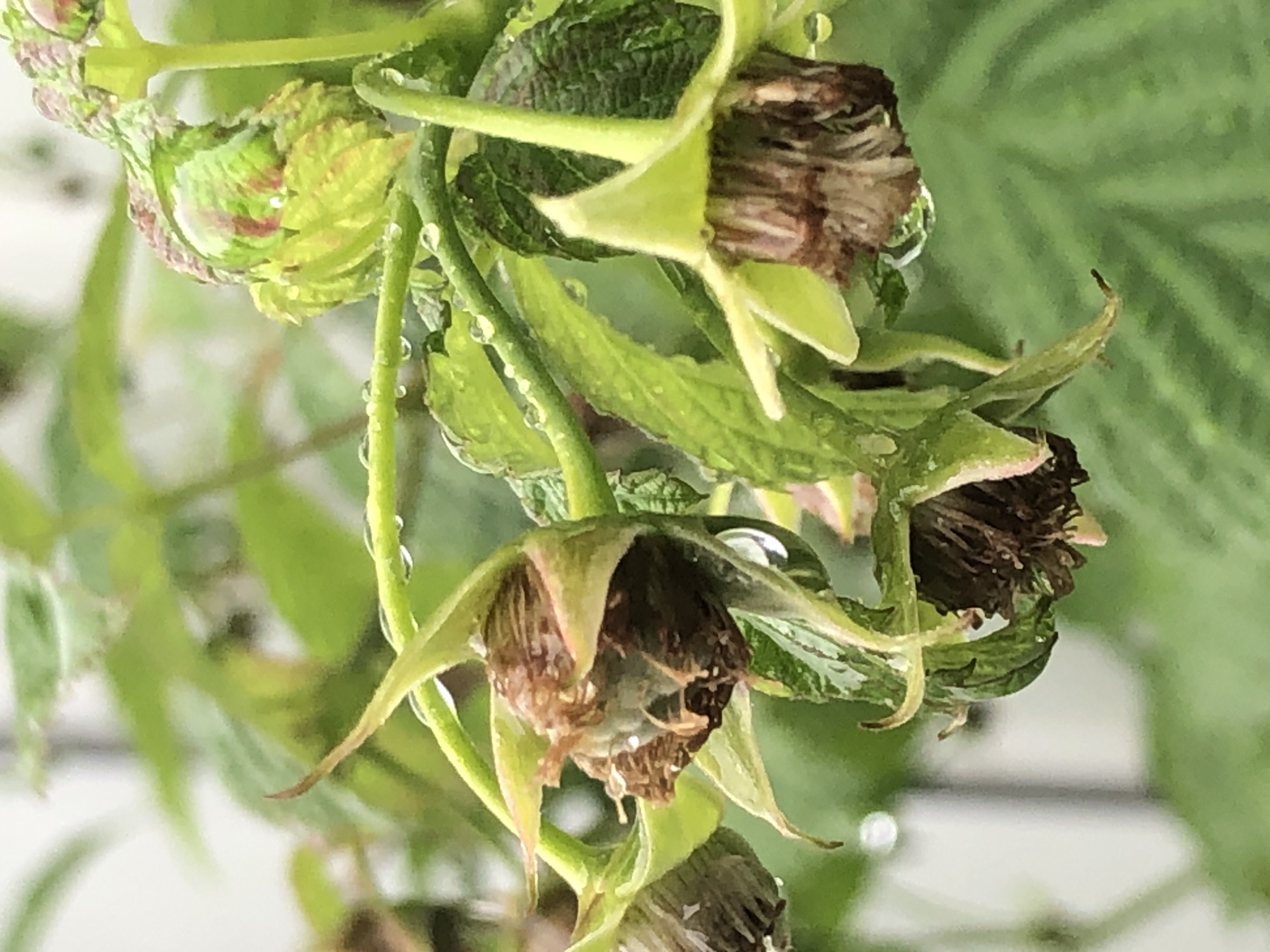 The image shows a close-up view of a plant with several unripe raspberries, their green sepals still attached and some of them showing brown, withered centers where the fruit has failed to develop or has dried up. The plant's stems and leaves are a vibrant green and are speckled with numerous clear water droplets, suggesting recent rainfall or dew. The background is blurred, with soft green foliage and hints of a lighter, out-of-focus area that could be a wall or sky. The overall impression is one of a natural, outdoor scene, likely a garden or wild plant. The scene is devoid of human presence or any artificial structures, placing it in an unspecified natural environment.