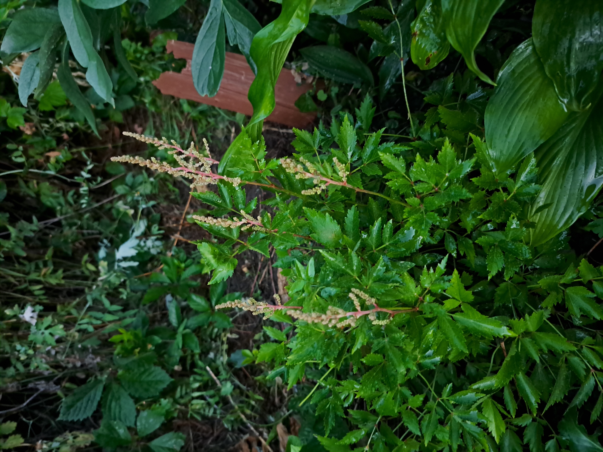 The image depicts a close-up, eye-level view of a lush green garden in Chernetsk, Russia. In the foreground, a plant with deeply serrated, compound leaves is prominently featured. This plant has several tall, slender stalks topped with feathery, pale beige flower plumes, some of which are tinged with pink. The leaves appear wet, indicating recent rain or watering. Surrounding this plant is a dense undergrowth of various green foliage, including broader, heart-shaped leaves on the right side of the frame. A small, broken piece of reddish-brown wood is visible in the mid-ground, partially obscured by the leaves. The overall environment is natural and overgrown, suggesting a garden or a wilder, wooded area within the city. The lighting is dim, consistent with a cloudy day or late afternoon. There are no people or animals present in the image.