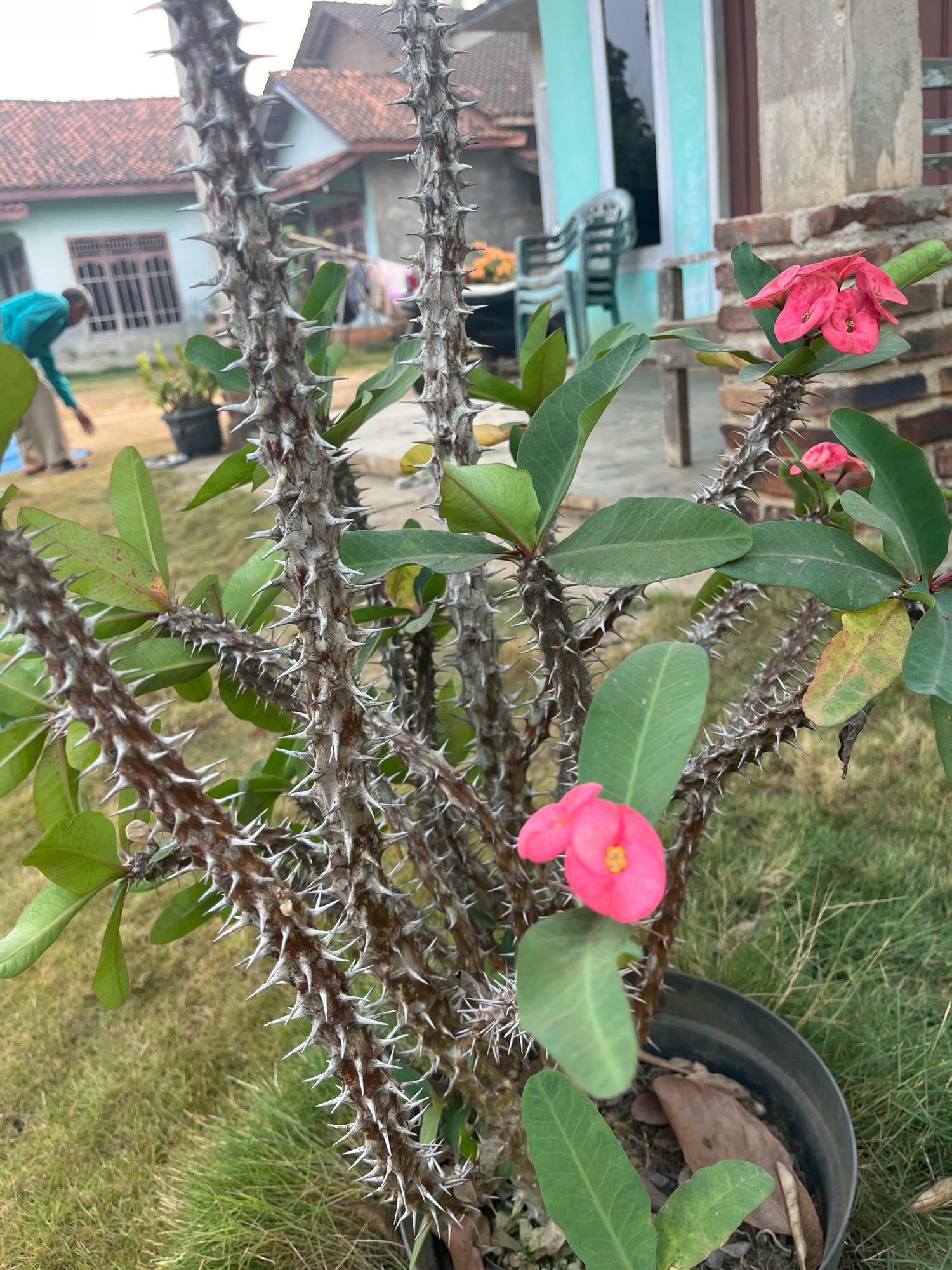 A close-up, medium shot captures a thorny plant with bright pink flowers in a black plastic pot. The plant's woody stems are densely covered in sharp, white thorns. The background is softly blurred, revealing a residential area. A light blue house with a red tiled roof is visible on the left, and a brick wall and a light blue building with windows are on the right. In the middle ground, a person wearing a teal shirt and tan pants is bending down, appearing to be tending to something on the ground. The scene is outdoors, likely in the city of Kebumen, Indonesia, with green grass and dry leaves on the ground.