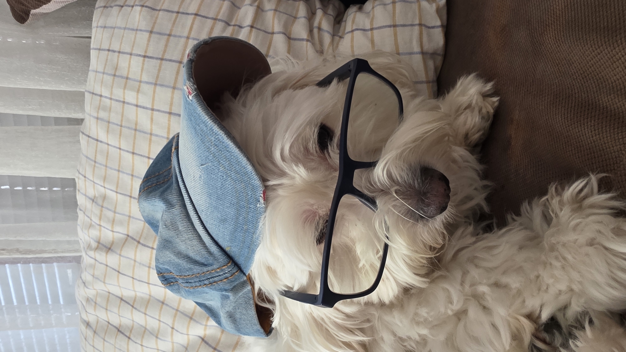 A white, medium-haired dog is lying on its back on a plaid pillow. The dog is wearing a blue denim cap and a pair of black-framed glasses. The background includes a brown sofa and window blinds. There is no indication the photo was taken in Blagoevgrad, Bulgaria.