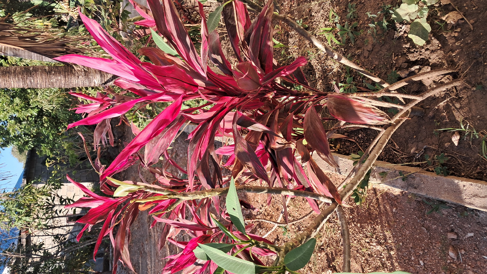 A close-up shot focuses on a vibrant Ti plant with striking deep pink and reddish-purple leaves. The plant's stems are visible, branching out near the base. To the left of the Ti plant, a Frangipani plant with smooth green leaves is also present. The background shows a rustic setting with a brick wall structure, various trees and foliage, and a portion of a palm tree trunk to the right. The ground is covered with soil and small stones. The lighting suggests it is daytime, casting shadows. This scene is consistent with the tropical vegetation found in Kupang, Indonesia.