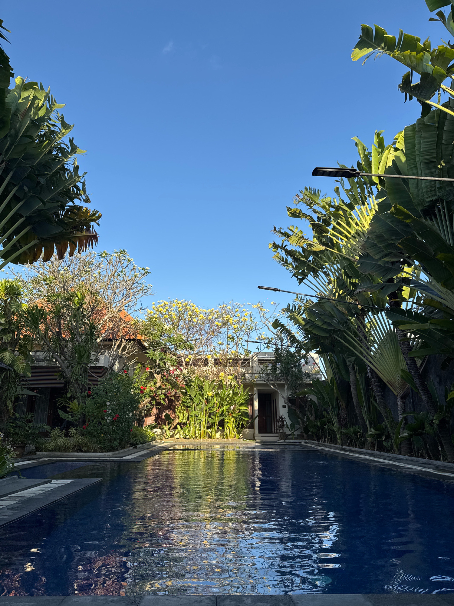 The image depicts a tranquil outdoor swimming pool area, likely situated within a resort or private residence in Denpasar, Indonesia. The pool, filled with deep blue water, reflects the clear, bright blue sky and the surrounding lush greenery. The water's surface is rippled, creating a dynamic play of light and shadow.
Lining the pool are various tropical plants, including tall, fan-like palm trees that dominate the left and right edges of the frame. In the background, a building with a terracotta-tiled roof and white walls is visible, partially obscured by the foliage. Several flowering trees, one with pale yellow blossoms and another with white flowers, add pops of color to the scene. Red flowers are also visible among the greenery. Two modern-looking outdoor light fixtures are mounted on poles, extending above the trees.
The scene appears serene and unoccupied, with no people or animals present. The overall impression is one of a peaceful, tropical oasis bathed in natural light, suggesting a warm and sunny day in Denpasar. The architectural style of the building and the type of vegetation are consistent with typical Balinese aesthetics.