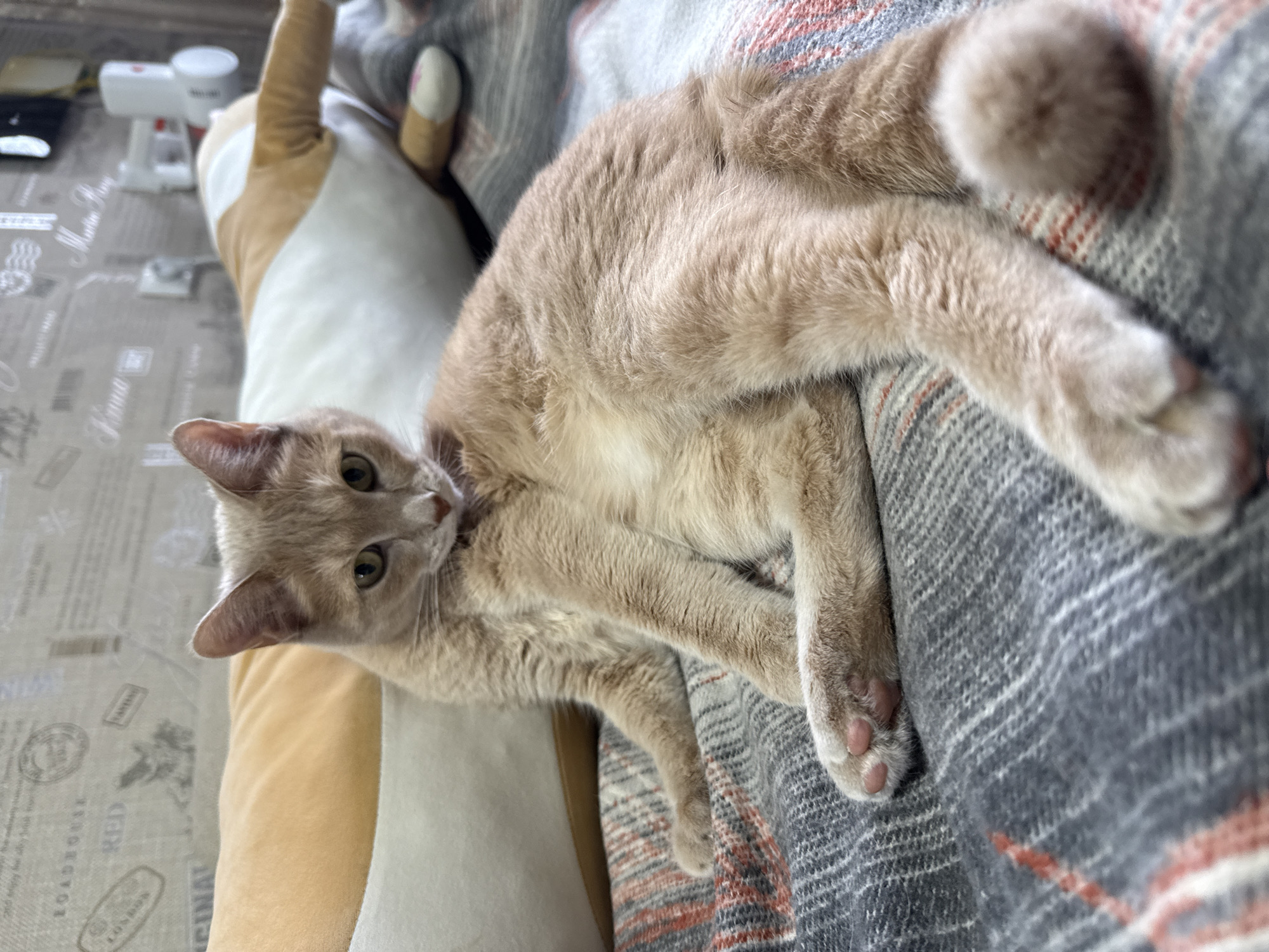 A pale orange cat is lying on a gray and orange patterned blanket. The cat's head is turned toward the camera, and it appears to be looking directly at the viewer. The cat's paws are visible on the blanket. A tan-and-white pillow is next to the cat. The scene appears to be inside a home. A white object with a black button sits in the background, near a white surface with black text. There is no indication of the city of Chaikovsky, Russia.