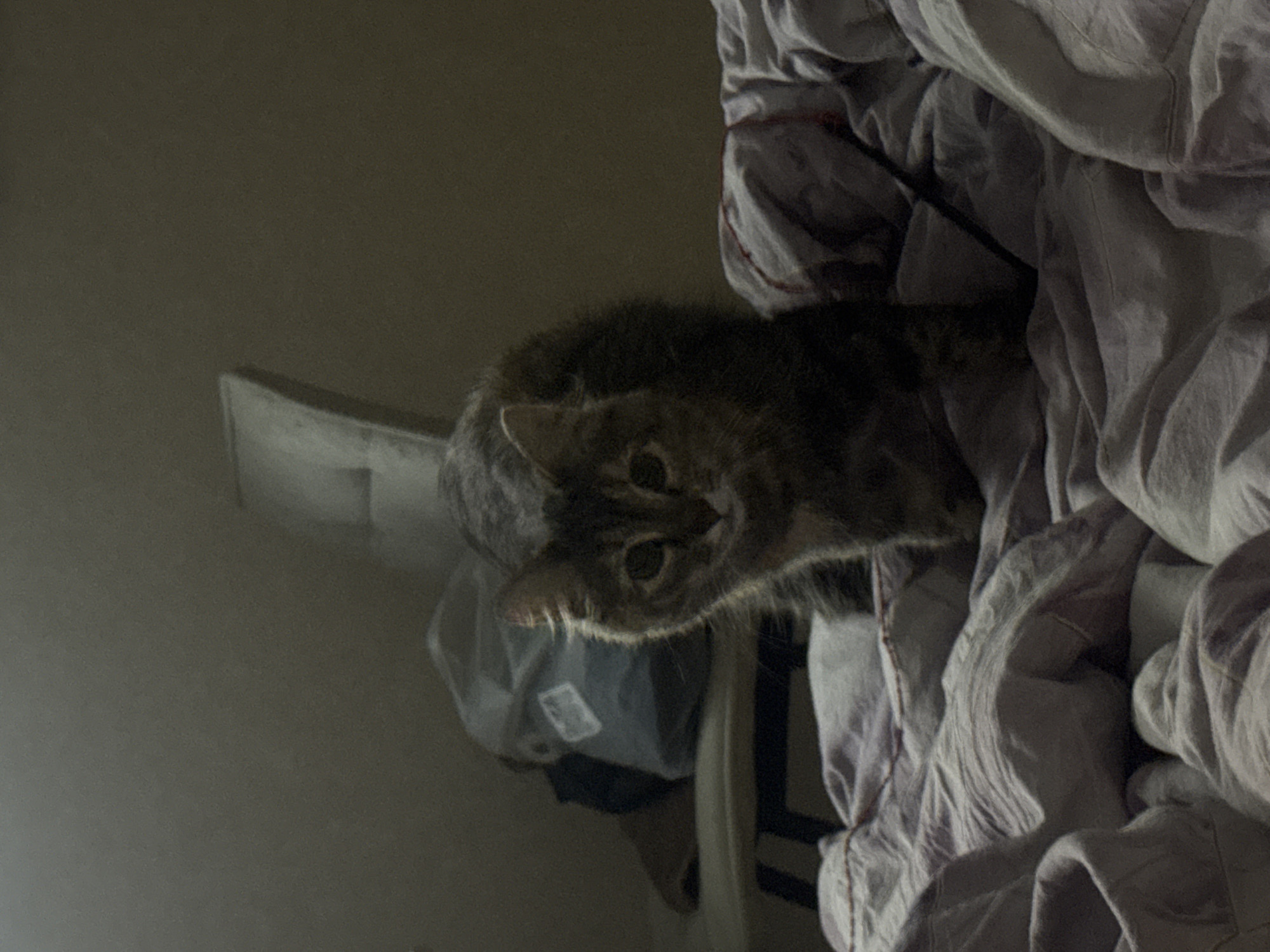 A tabby cat is positioned on a bed, looking directly at the camera. The cat is in focus, with its body angled slightly to the left and its head turned towards the viewer. The background is dimly lit and appears to be a bedroom. To the left of the cat, a chair with a light-colored cushion is visible, along with a gray bag. The bedsheets are rumpled and a light purple color. The scene is indoors, with soft lighting creating shadows. There is no indication of the city of Saratov, Russia.