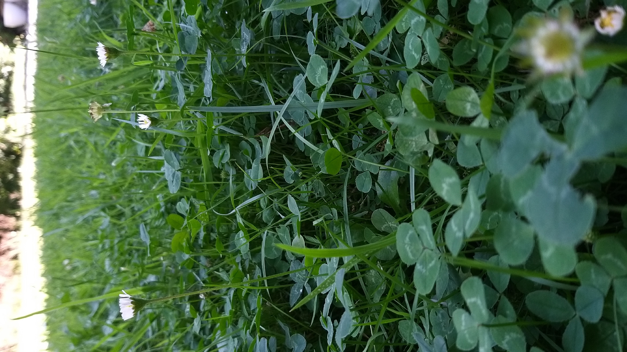 The image displays a low-angle view of a dense patch of grass and clover. Several small white flowers, resembling daisies, are scattered throughout the foliage. The grass is predominantly green, with some blades appearing taller and thinner than the clover leaves. The background is softly blurred, suggesting trees or shrubs in the distance. The scene appears to be a natural outdoor setting, likely a park or a garden, given the presence of clover and daisies. The lighting suggests it is daytime. There are no people or animals visible in the image.