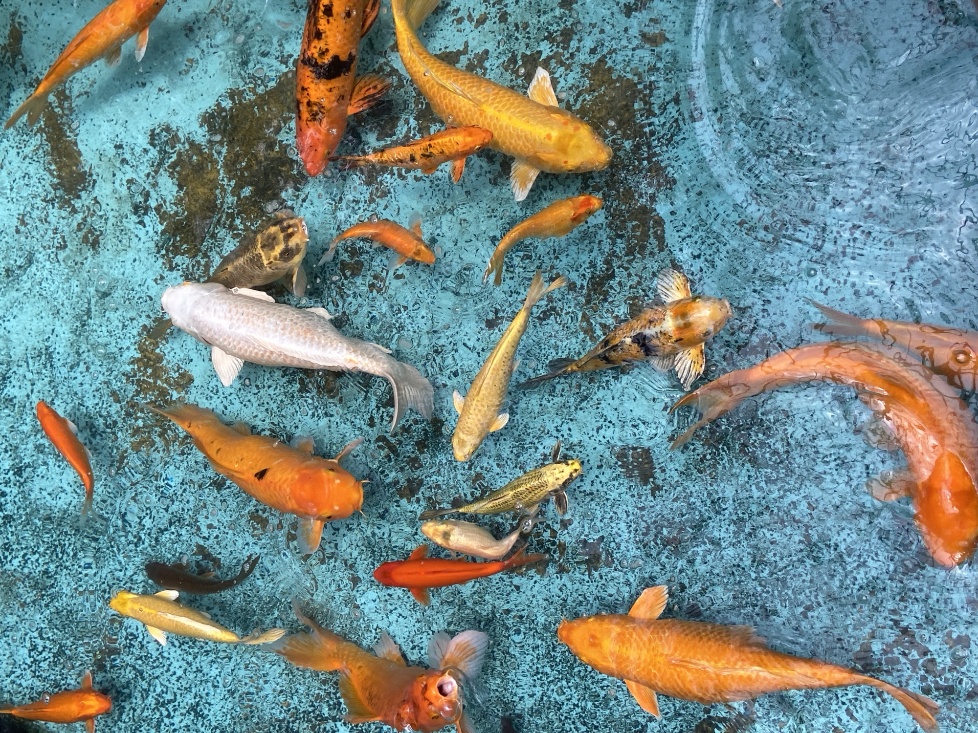 The image shows a collection of koi fish swimming in a bright blue, textured pool. The water is clear, allowing a view of the pool's bottom, which has some darker, organic-looking patches. Several koi are visible, of varying sizes and colors, including bright orange, white, yellow, and patterned black and orange. Some fish are close to the surface, while others are deeper in the water. The sunlight reflects off the water, creating a dappled effect and numerous small bubbles. The scene appears to be an outdoor pond or water feature. The location is identified as Pampatar, Venezuela.