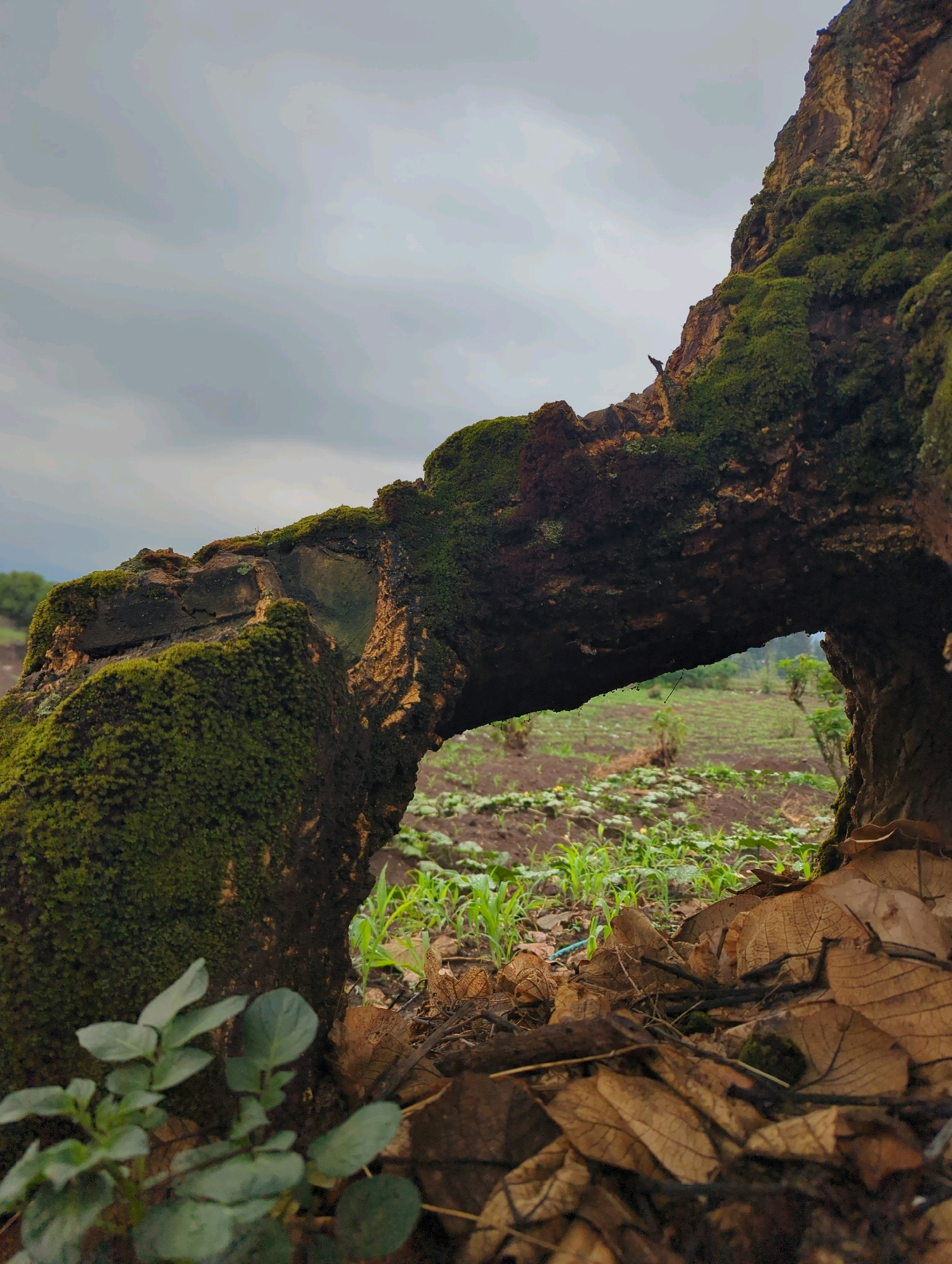The image depicts a close-up view of a moss-covered tree trunk with a natural archway. Through the arch, a cultivated field with young green plants is visible under an overcast sky. The foreground is filled with dry brown leaves and some green foliage. The scene appears to be in a rural or agricultural area, possibly a park or garden, within Musanze District, Rwanda. There are no people or animals present in the image. The overall atmosphere is serene and natural.