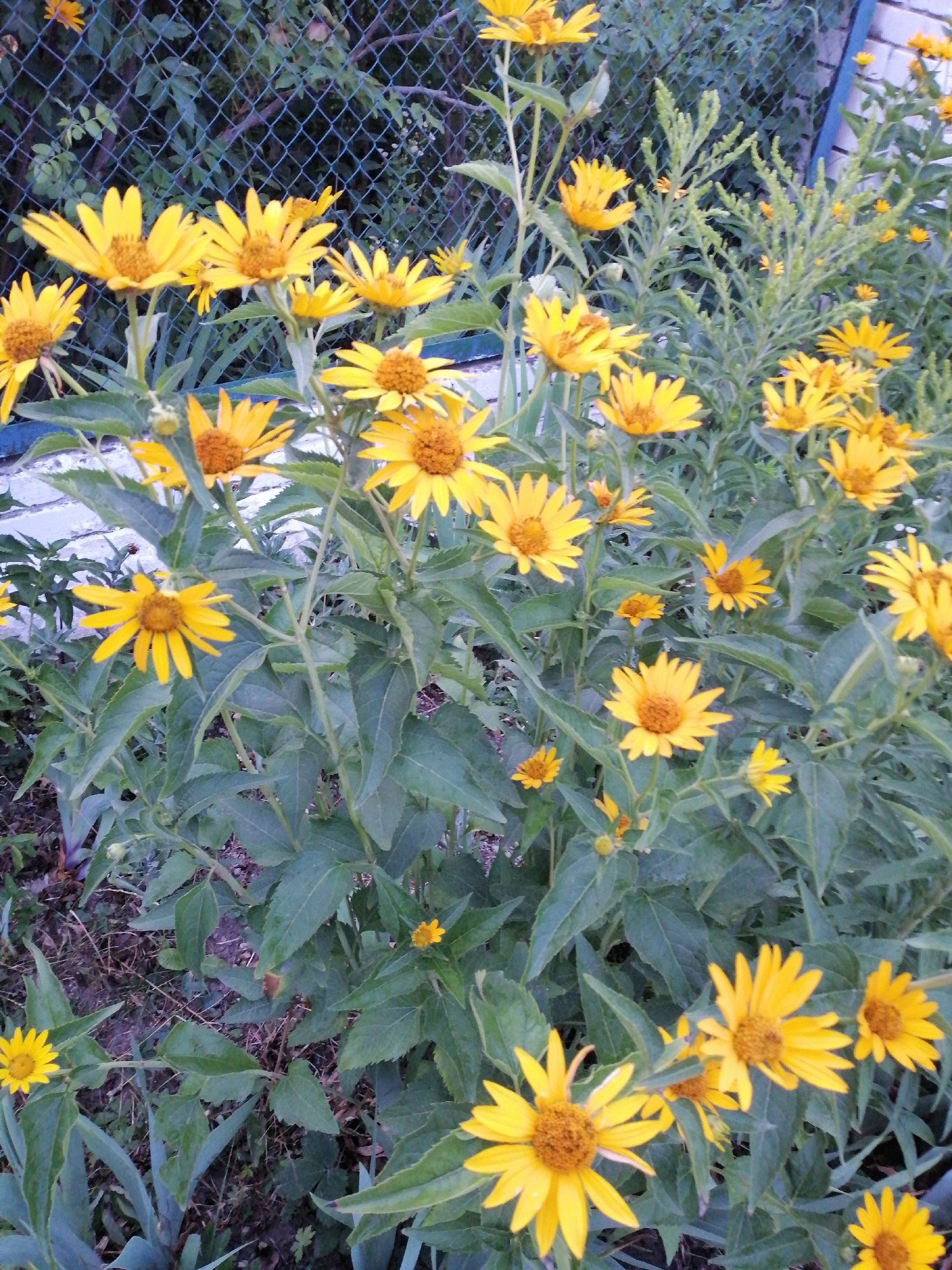 A medium shot captures a dense cluster of yellow daisies with brown centers, blooming in the foreground. The flowers are in various stages of bloom, with some fully open and others still developing. Their vibrant yellow petals contrast with the deep green foliage that surrounds them. In the background, a dark green chain-link fence is visible, with some out-of-focus vegetation peeking through. The overall scene suggests an outdoor setting, likely a garden or a natural area within the city of Lanivtsi, Ukraine. The lighting appears to be natural daylight, casting soft shadows on the flowers and leaves. There are no people or animals present in the image.