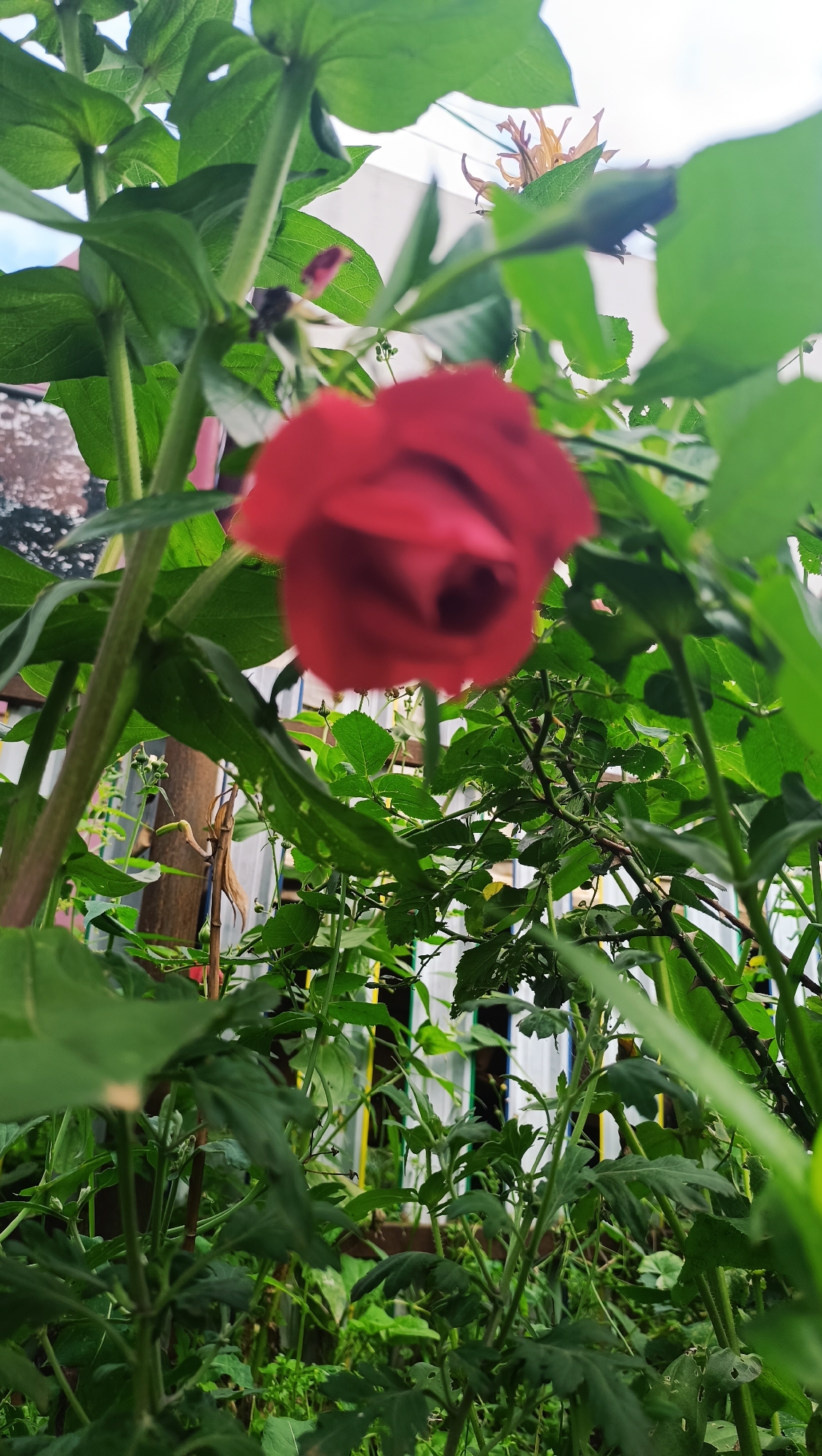 In Karsha, Russia, a close-up shot focuses on a red rose amidst lush green foliage. The rose, slightly out of focus, is positioned in the upper center of the frame, its petals unfurling. The surrounding leaves are vibrant green, with some appearing slightly damaged. The background is a blur of green plants, a wooden post, and a white structure. A hint of a yellow flower is visible in the upper right corner, also out of focus. The scene appears to be outdoors, possibly in a garden or backyard. There are no people or animals present in the image.