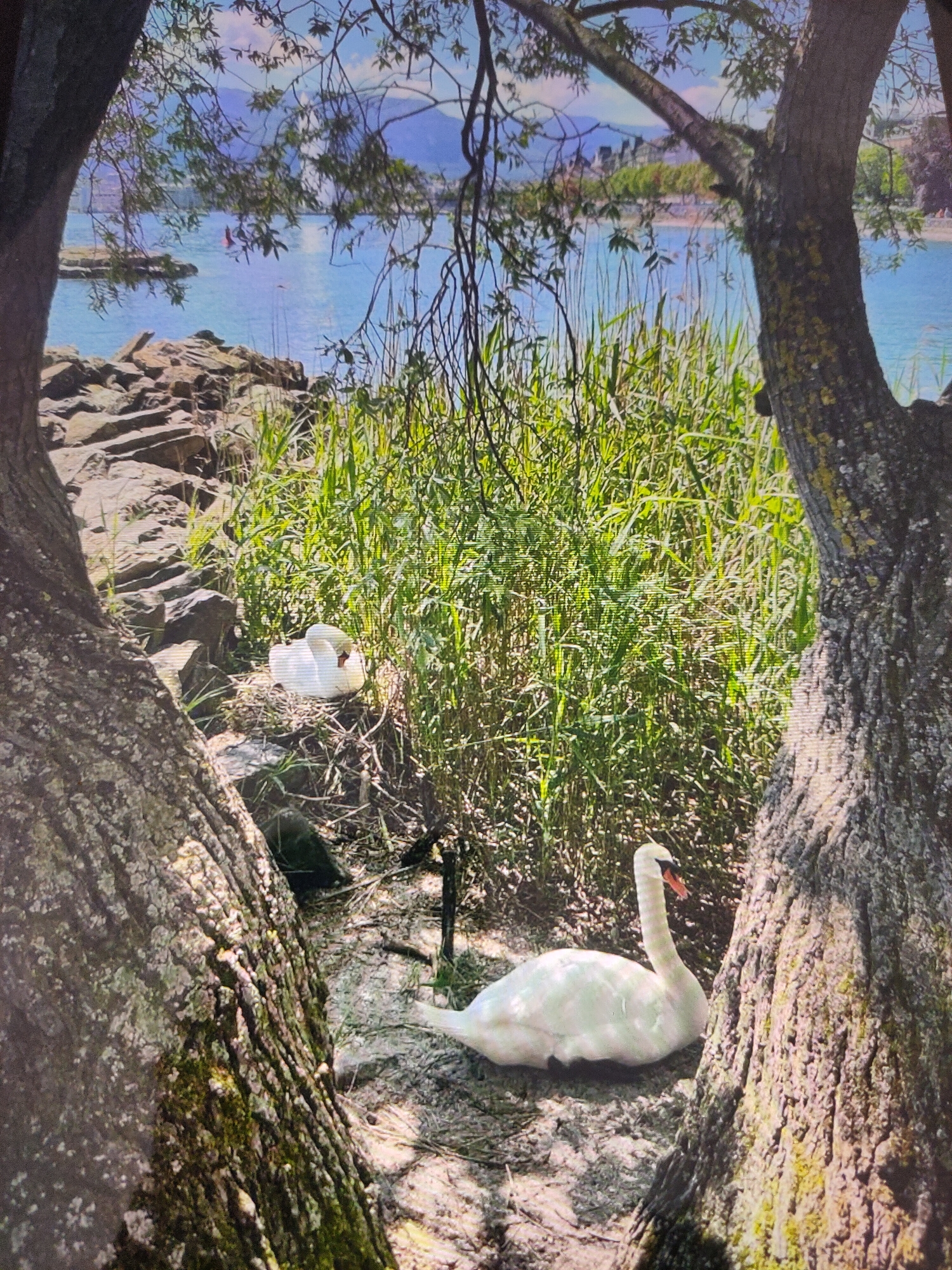 This image captures a serene natural scene, likely near the banks of the Begej River in Zrenjanin, Serbia. Two white swans are the focal point. One swan is resting in the foreground, its elegant white plumage stark against the sandy bank and the rough bark of a large tree. Its long, gracefully curved neck is visible, and its beak is a distinct orange-pink. Behind it, a second swan is nestled in a clump of dry vegetation, partially obscured by reeds. The background reveals a body of water with a rocky shoreline and distant green vegetation, possibly the opposite bank of the river. The overall impression is one of tranquility and natural beauty, framed by the textured trunks and branches of two large trees in the foreground.