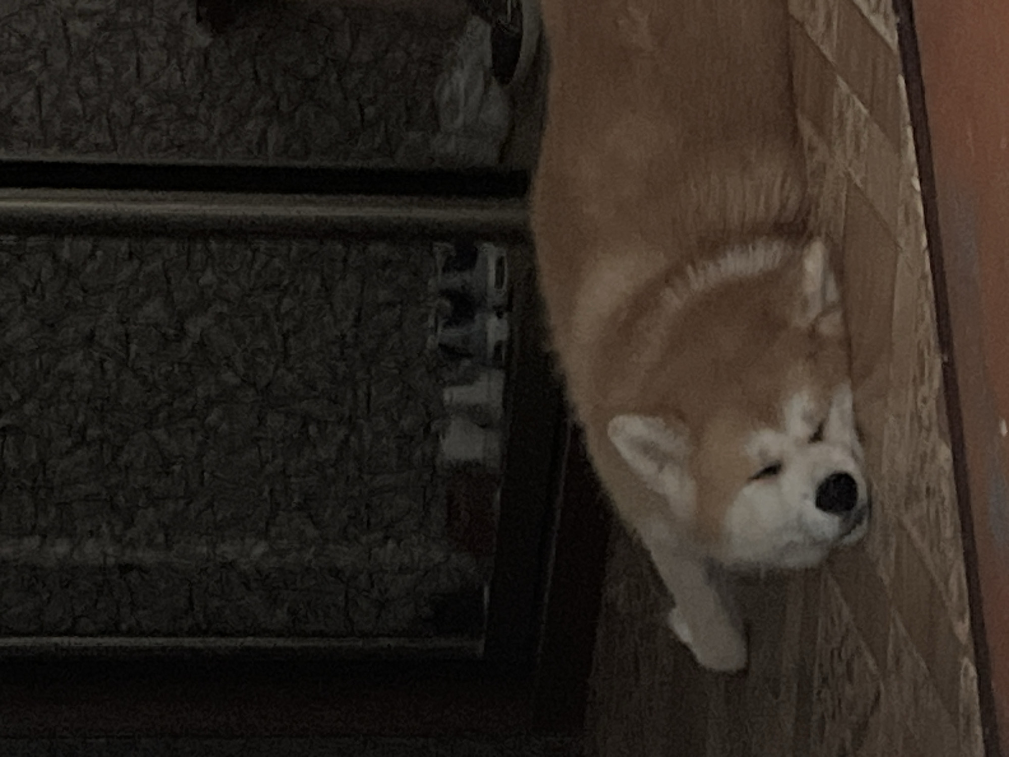 The image depicts a light-colored dog, possibly an Akita or Shiba Inu, sleeping on a patterned floor. The dog is lying on its side with its eyes closed and its mouth slightly open. Its fur is predominantly a reddish-brown color with white markings on its face and chest. The background is dark and appears to be a room with a textured wall and some objects on a shelf or ledge, possibly shoes. The lighting is dim, suggesting the photo was taken in low light conditions. There are no visible people or signs of human activity in the immediate vicinity of the dog. The overall impression is one of a peaceful, resting pet in a domestic setting. There is no information in the image that would allow for its location to be identified as Minsk, Belarus.