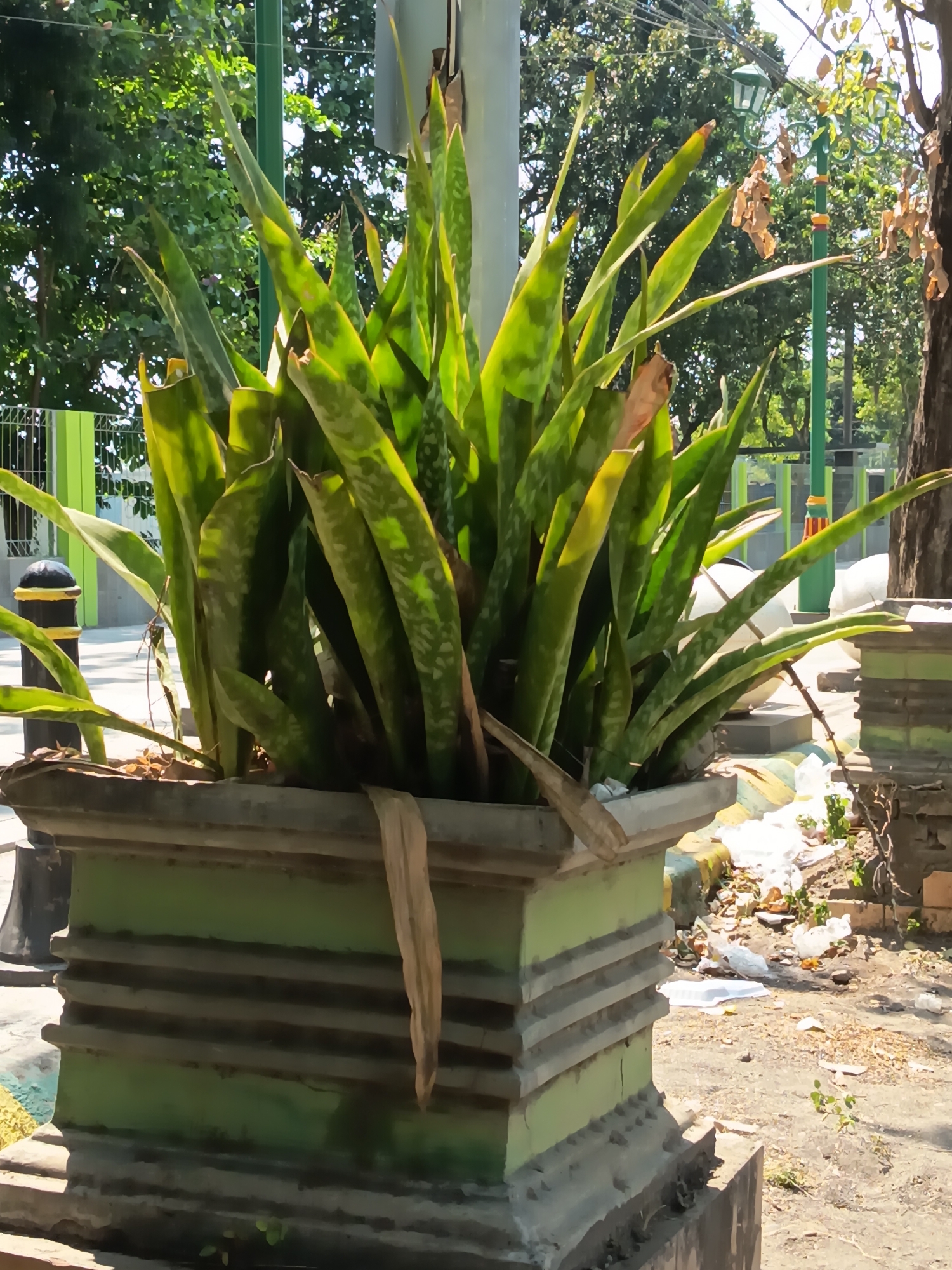 This image captures a potted snake plant on a sunny day in what appears to be a public outdoor area, possibly a park or walkway, in Kandangjati Kulon, Indonesia. The snake plant, with its characteristic long, upright, sword-shaped leaves, is lush and green, with some dried brown leaves mixed in. It is housed in a large, ornate, light green concrete planter with a tiered, decorative design. The planter sits on a stone base.
In the background, a bright green metal lamp post with a decorative lantern top stands tall. Behind the lamp post, trees with dense green foliage are visible, and further back, a portion of a green metal fence can be seen. The ground around the planter is covered in dry soil, scattered leaves, and some visible litter, including white plastic debris. To the left of the planter, a black bollard with a yellow stripe is positioned, likely serving as a traffic or pedestrian barrier. The lighting suggests it is daytime, with strong sunlight casting shadows. There are no people or animals immediately visible in the frame.