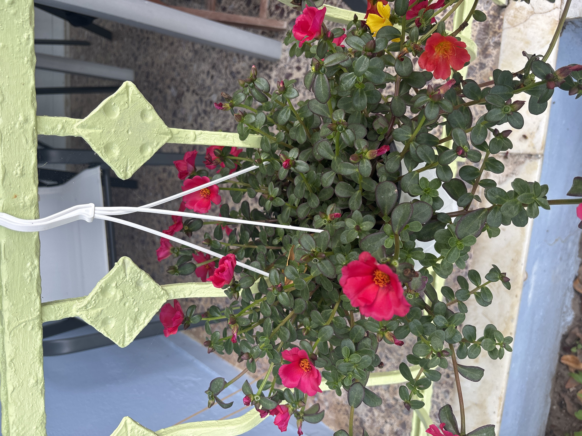 A close-up, eye-level shot focuses on a white pot of flowering moss rose plants hanging from a pale green metal railing. The railing has diamond-shaped decorative elements and is attached to a pale blue wall. The moss rose plants are lush with dark green, succulent leaves and are adorned with numerous bright pink flowers in various stages of bloom, with a few red and yellow flowers also visible. The background shows blurred outdoor elements, including furniture and the ground, suggesting a patio or balcony setting. The image is well-lit, highlighting the vibrant colors of the flowers and the textures of the plants and railing. The location is identified as Mandra, Greece.