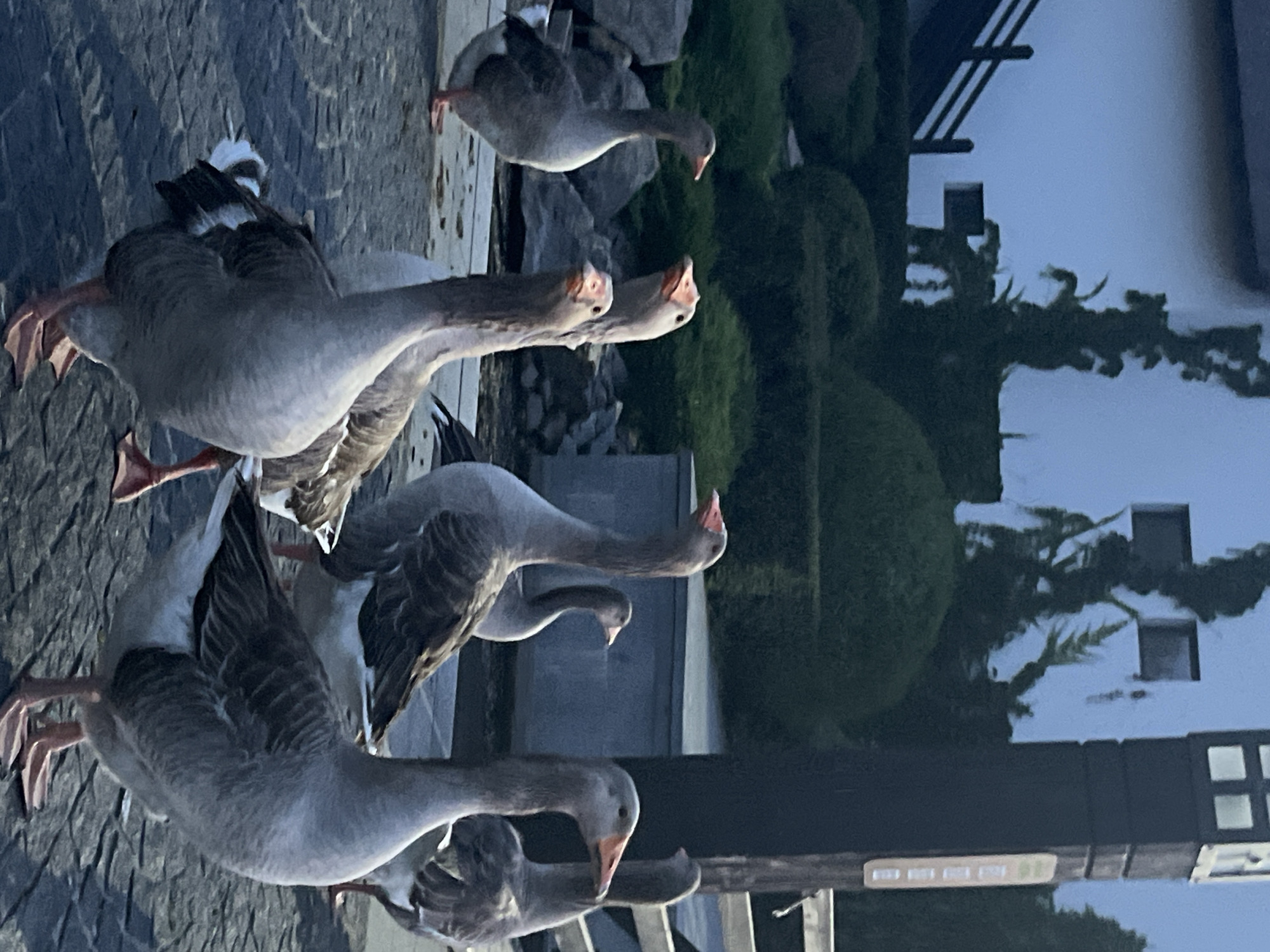 A flock of gray geese are gathered on a paved surface, likely outdoors in a park or courtyard. In the background, there is a building with dark windows and a decorative railing. Lush green bushes and trees are visible, suggesting a well-maintained landscape. The lighting is dim, indicating either early morning or late evening. The scene does not appear to be specifically identifiable as being within the city of Dnipro, Ukraine, without additional context.