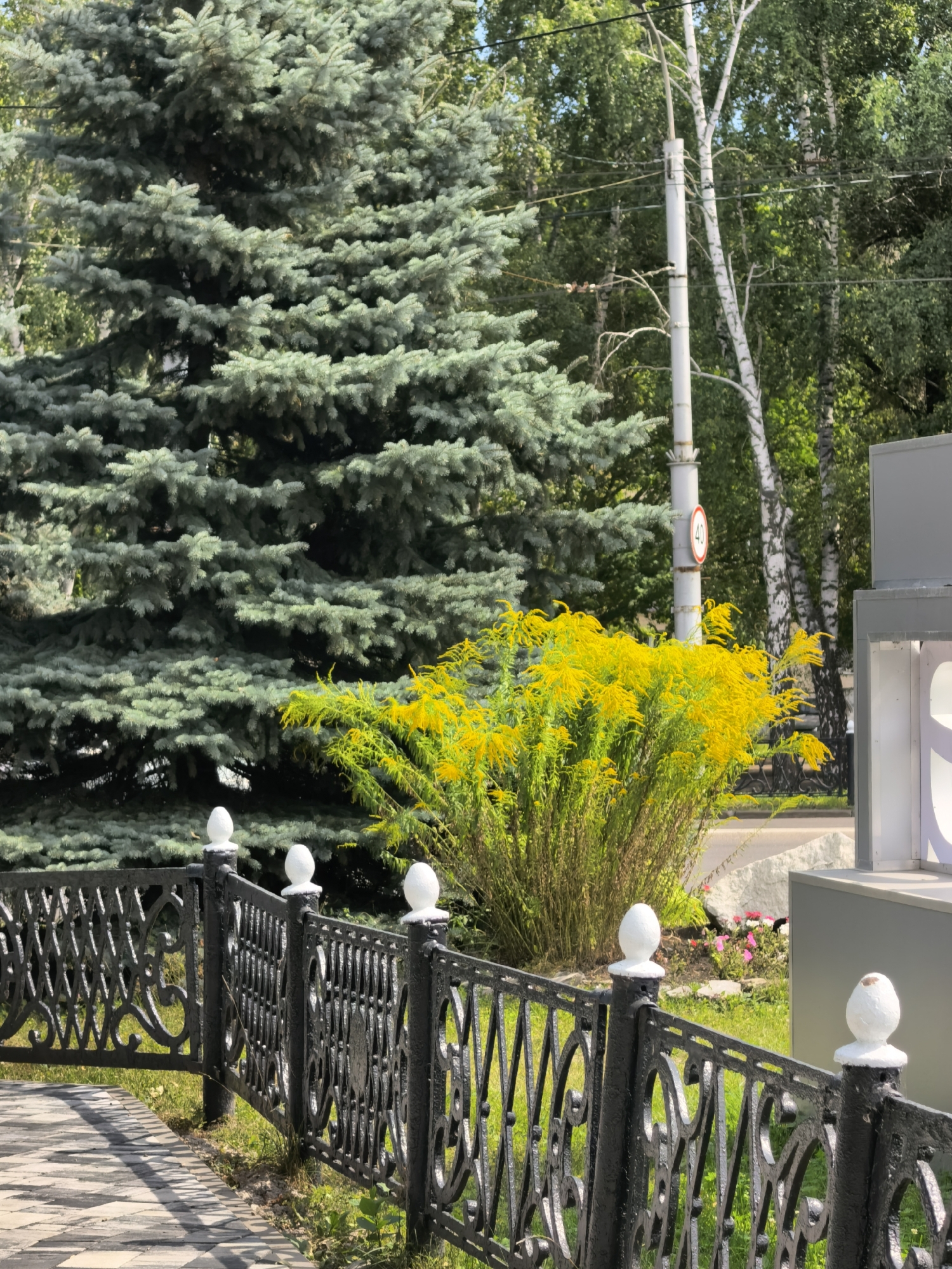 The image shows a decorative black metal fence with white spherical finials, separating a paved walkway from a grassy area with a large evergreen tree. Behind the fence and walkway, a bright yellow bush is in bloom, and further back, birch trees and other foliage are visible. A utility pole with a speed limit sign (40) is also present. To the right, a modern grey structure is partially visible. The scene appears to be a public space, possibly a park or a streetscape, in Sterlitamak, Russia. There are no people or animals visible in the image.