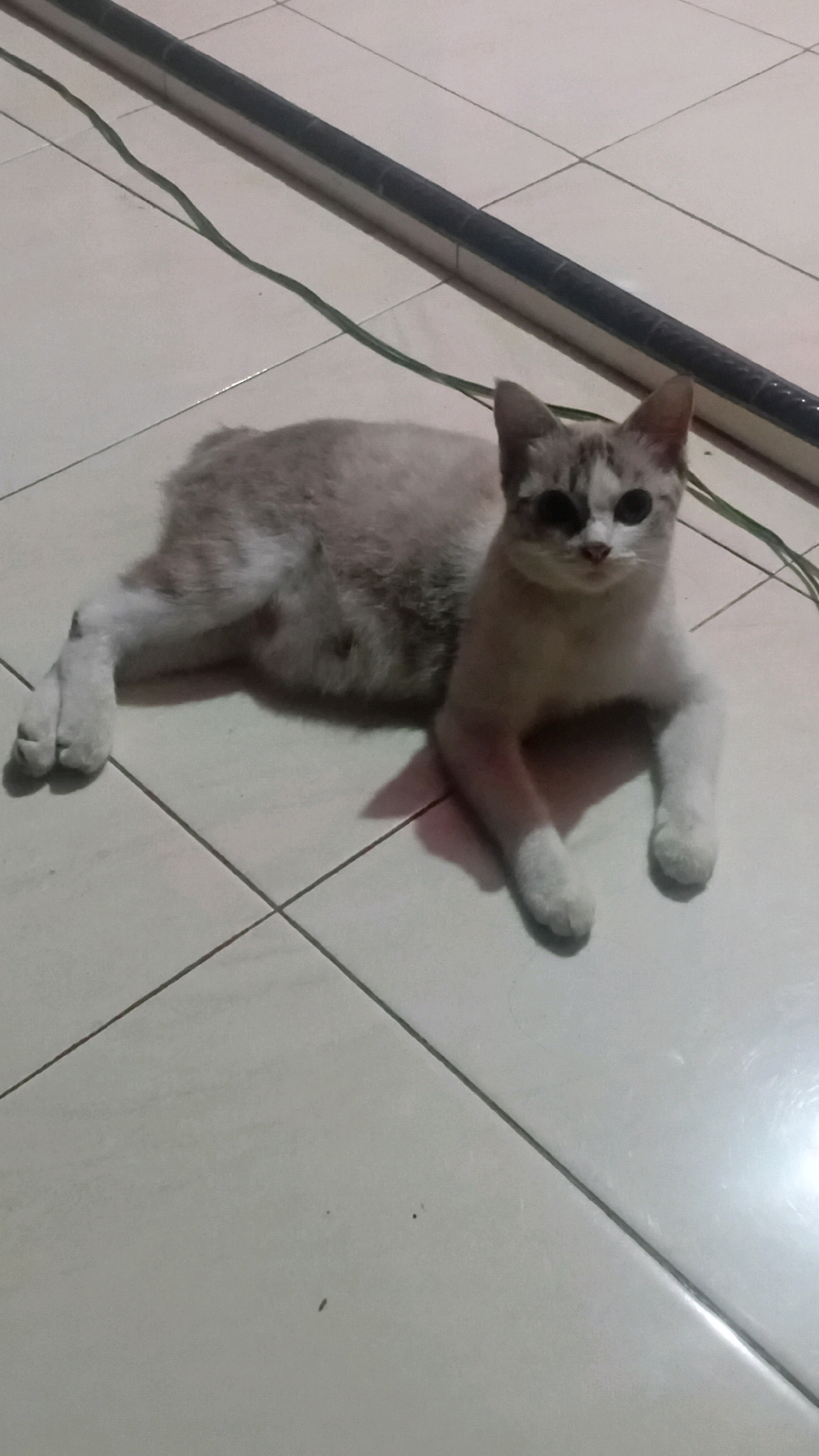 A domestic shorthair cat is lying on a tiled floor. The cat is predominantly light gray with white paws and chest. It has a patch of darker gray fur on its face, around its eyes, and a few darker markings on its back. The cat's eyes are dark and wide open, and it is looking directly at the camera. Its front legs are extended forward, and its hind legs are tucked beneath its body. A dark, thin cord runs horizontally across the tiled floor behind the cat, and a black, textured object runs parallel to the cord above it. The floor is made of light-colored square tiles with visible grout lines. The lighting suggests an indoor environment, possibly at night or in a dimly lit area, casting a faint shadow of the cat on the floor. The scene is located in Kasang Pudak, Indonesia.