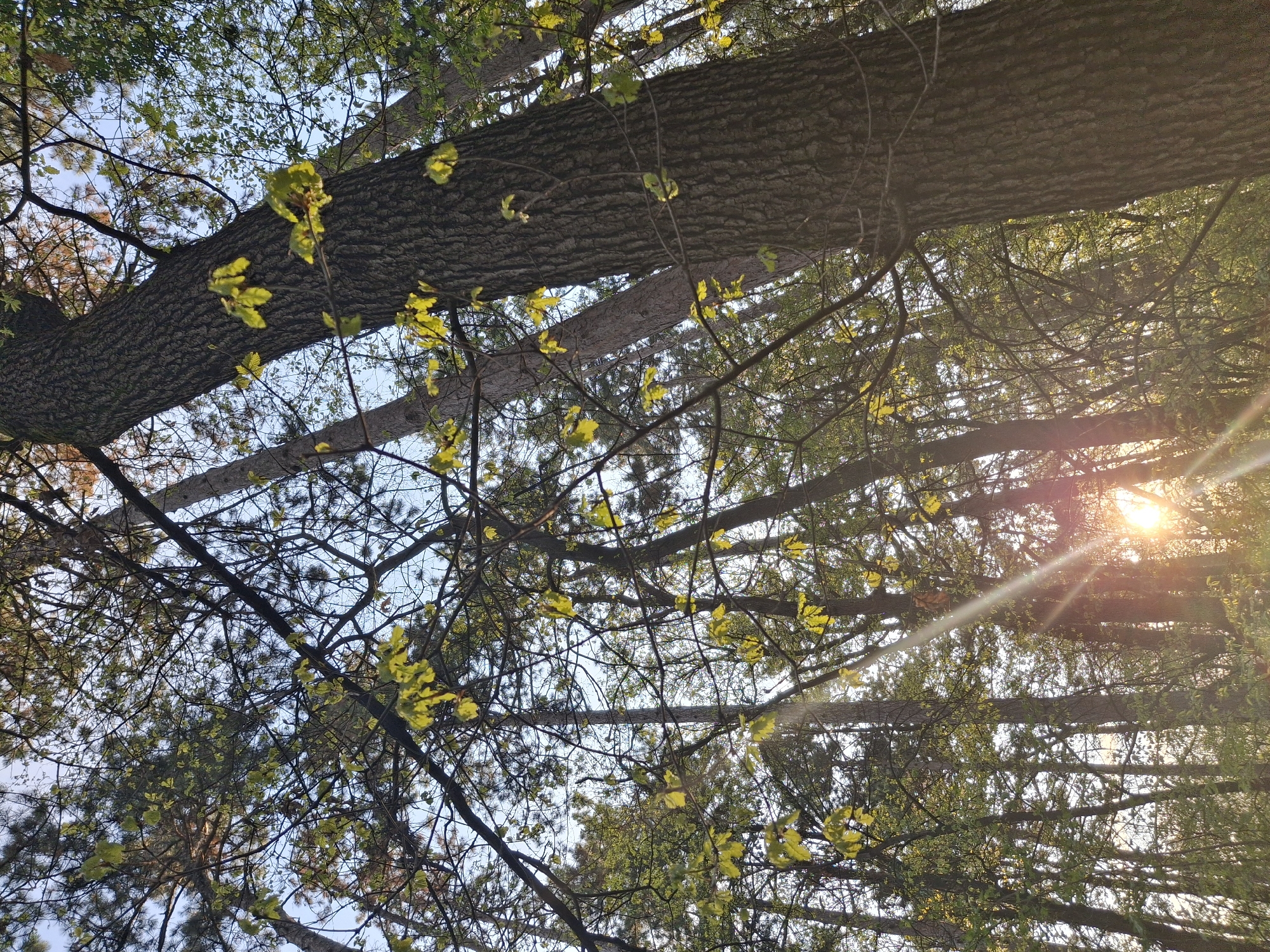 The image is taken from a low-angle perspective, looking upwards through tree branches towards the sky. Several tree trunks are visible, some appearing close to the viewer and extending out of frame. The bark on the trees is rough and textured. New leaves are sprouting on some branches, with a light yellow-green hue. There are denser clusters of green foliage further back in the scene. Sunlight filters through the trees, creating bright flares and highlighting some of the leaves and branches. The sky appears as a pale blue in the gaps between the branches. The location is a forest with trees.