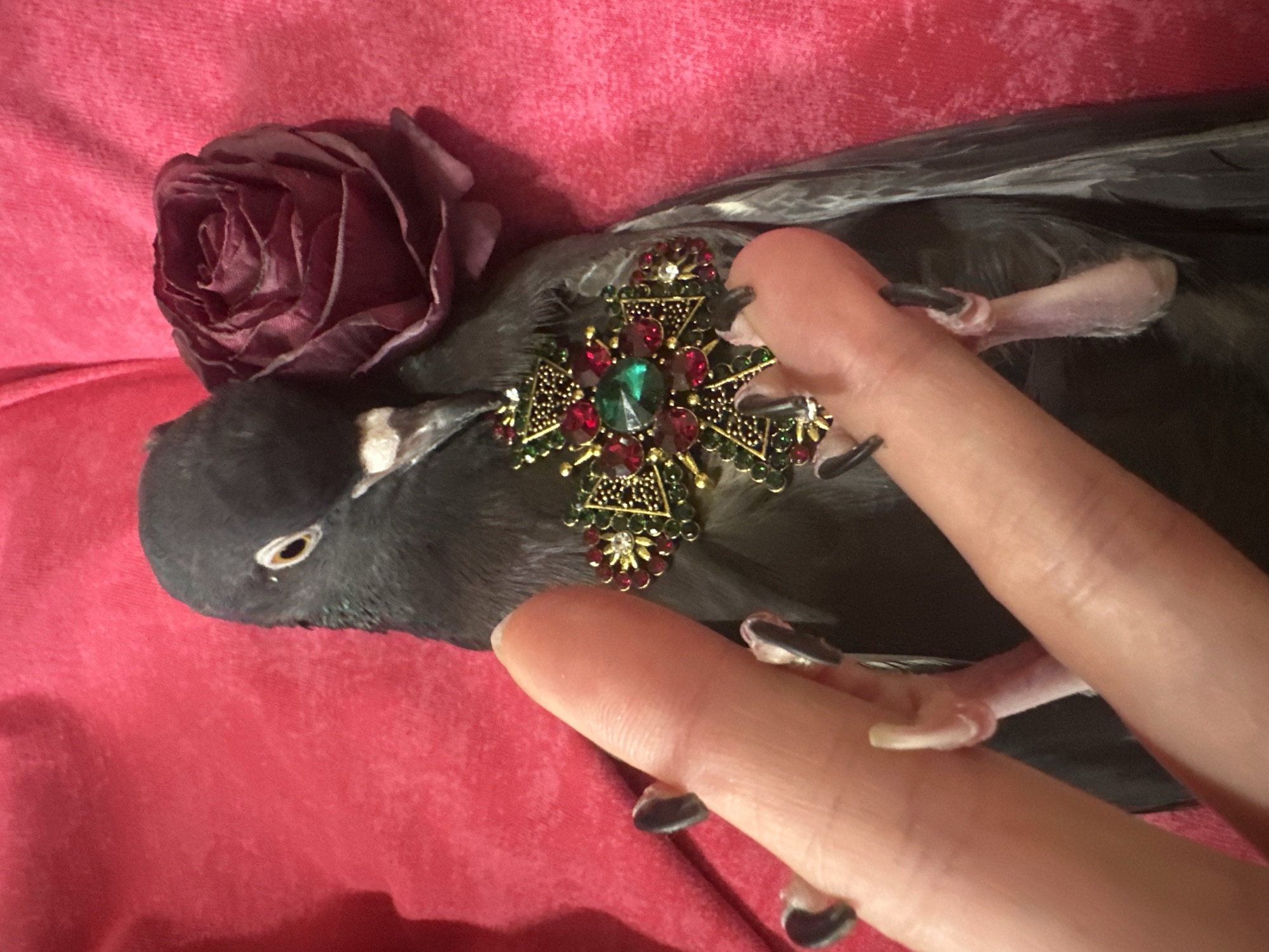 A pigeon, adorned with a jeweled cross and a dark red rose, lies on a vibrant pink fabric. A human hand with dark nail polish is gently holding the pigeon's legs. The image does not contain any information that would allow for the determination of its location in Togliatti, Russia.