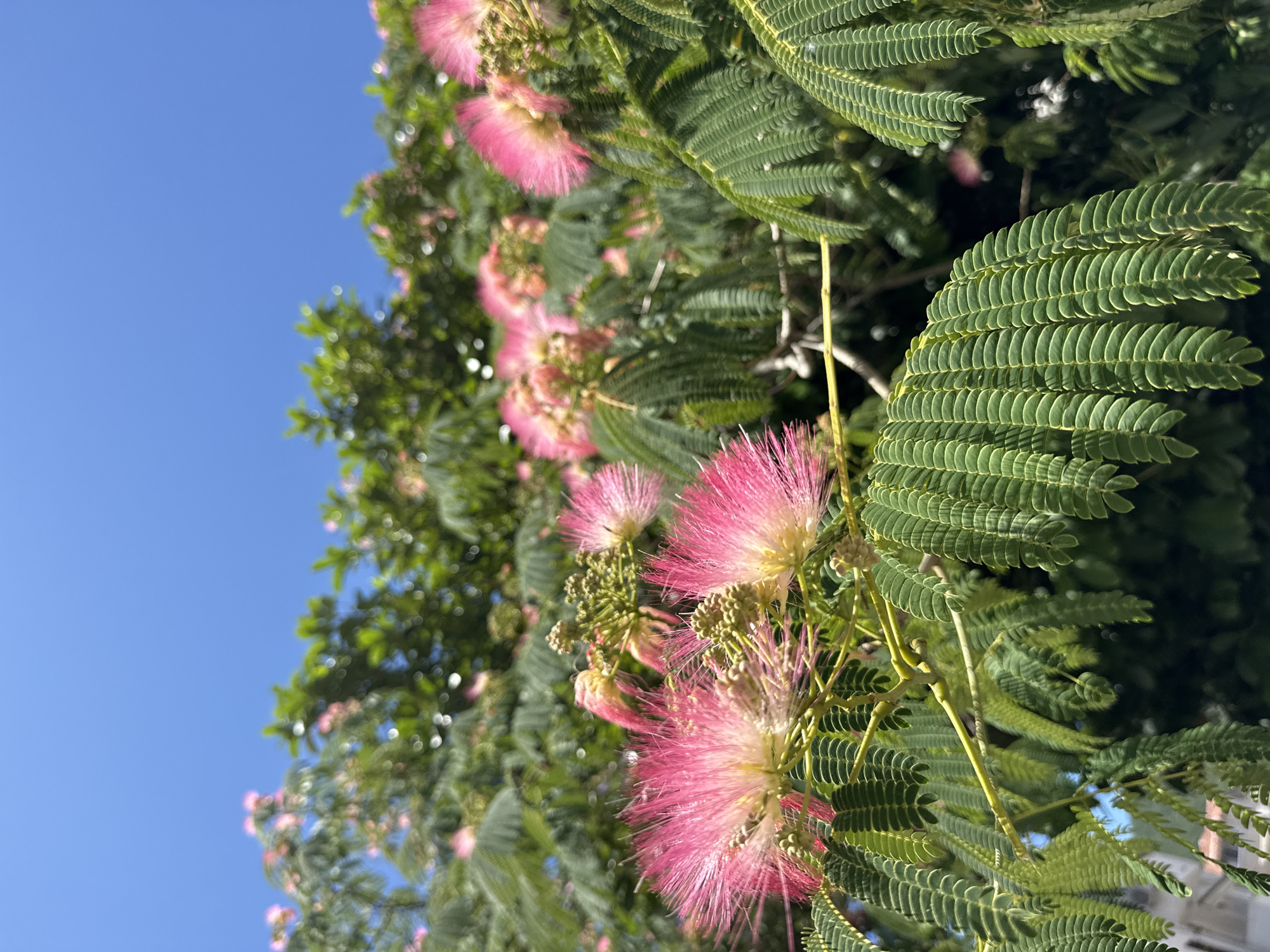 A close-up, low-angle outdoor photograph shows a Mimosa tree in bloom under a clear blue sky. The foreground is dominated by vibrant green, feathery leaves and the characteristic pink, fluffy flowers of the Mimosa. The delicate, thread-like petals of the pink blossoms are clearly visible, interspersed with small, rounded green buds. The leaves are arranged in a compound structure, with numerous small leaflets creating a textured effect. Sunlight filters through the foliage, highlighting the details of the leaves and flowers. In the background, more of the tree's lush green foliage is visible, along with out-of-focus pink flowers and hints of distant green foliage and bright blue sky. A portion of a light-colored building is visible in the lower left corner, partially obscured by the tree branches. The overall impression is one of natural beauty on a bright, sunny day.