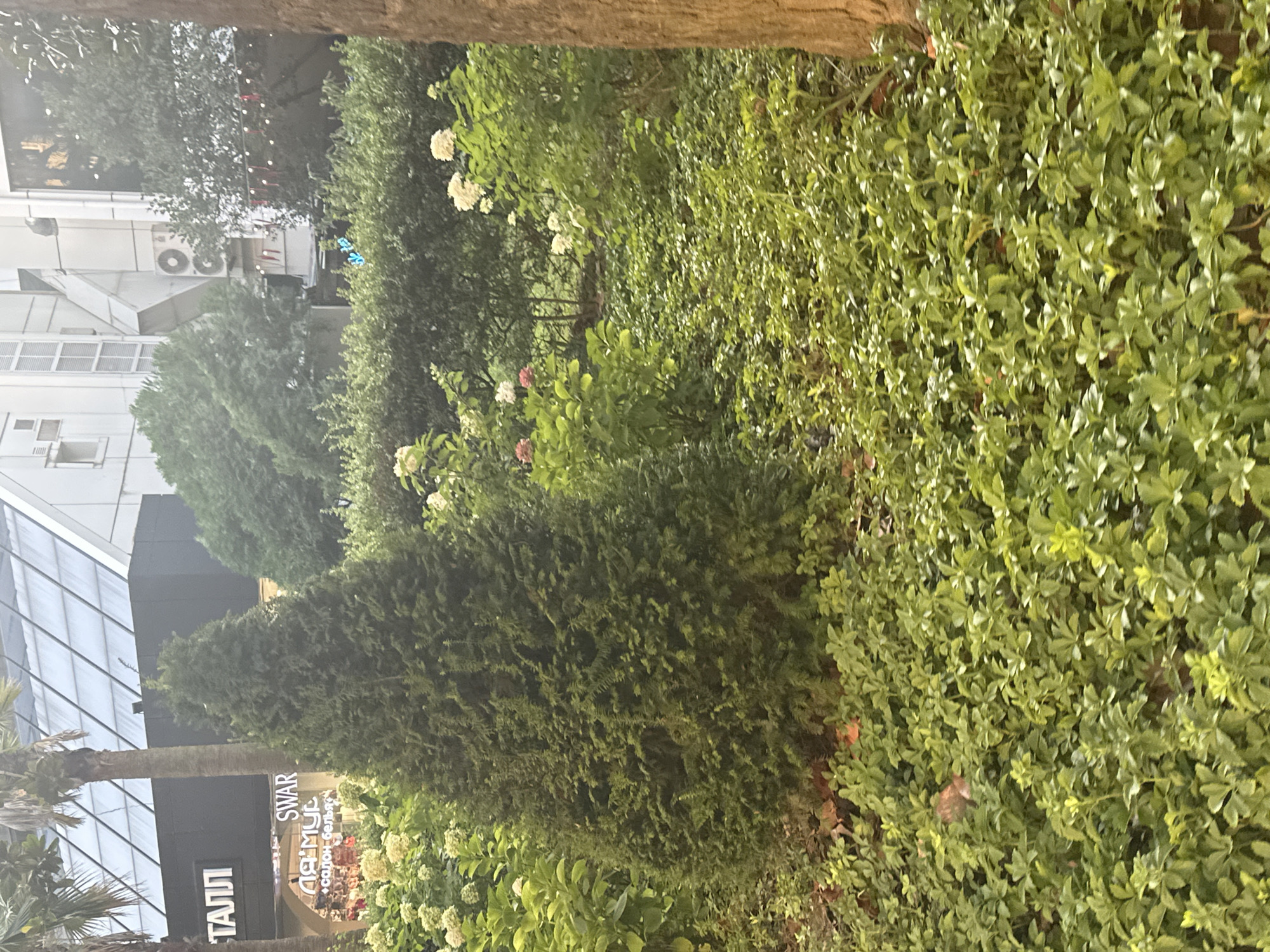 The image depicts a verdant urban landscape likely situated in Sochi, Russia, based on the architectural style and signage. In the foreground, a dense ground cover of lush green foliage dominates the lower half of the frame, interspersed with fallen leaves. To the left, a medium-sized evergreen conical tree stands prominently. Behind this tree, a collection of flowering plants with white and pink blooms adds splashes of color.
In the mid-ground, a manicured hedge forms a barrier, behind which more trees are visible, suggesting a park or a well-landscaped area. The background reveals urban elements. A building with a modern, angular glass roof is prominent, and below it, a dark facade displays signage. One sign reads "ТАЛЛ" in white capital letters, and another displays the word "SWAR" in black letters above Russian text, possibly indicating a retail establishment. Further to the right, the facade of another building shows architectural details including air conditioning units and decorative red lights strung across an outdoor area. A thick tree trunk is visible on the far right edge of the image. The scene appears to be captured during daylight, with soft, diffused lighting, hinting at an overcast or early morning/late afternoon setting. No people are visible in the image.