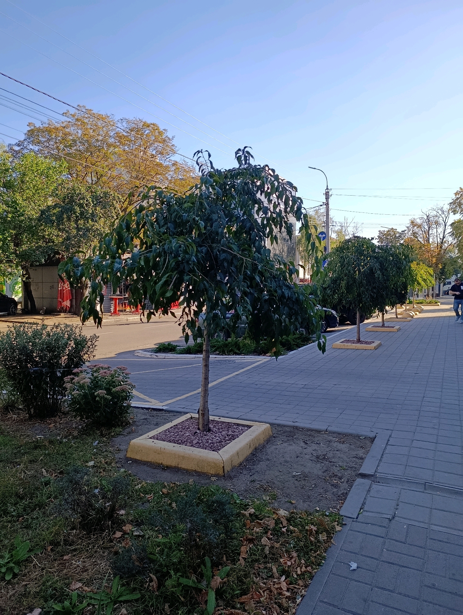 The image depicts a paved pedestrian walkway with a row of small, cultivated trees on the left, separated from the street by a curb and a grassy area. The trees are planted in square, raised beds filled with mulch. The walkway is made of grey interlocking pavers. A yellow line is painted on the curb in front of some of the tree beds. In the background, there is a street with parked cars and buildings. To the right of the walkway, a man in a dark shirt and blue jeans is walking away from the camera. The sky is clear and blue. The scene is likely a street in Cherkasy, Ukraine, given the architectural style of the buildings and the presence of power lines common in Ukrainian cities. The overall impression is an urban streetscape with an emphasis on landscaping elements.