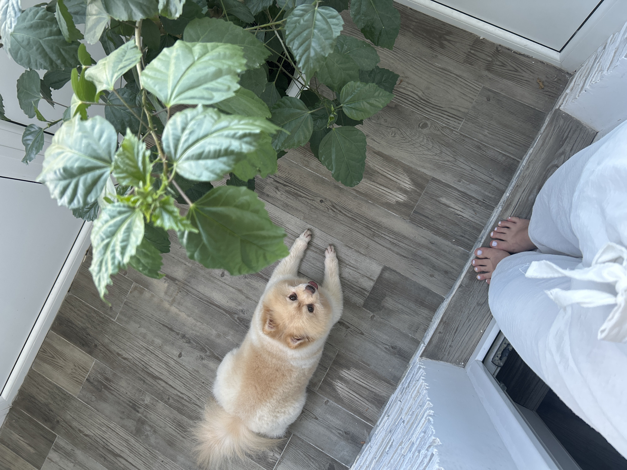 A Pomeranian dog lies on a wooden floor next to a large potted plant. A person's legs and feet are visible in the foreground, wearing white pants and toenails painted white. The scene appears to be an indoor or covered outdoor space, possibly a balcony or patio, given the wooden flooring and the presence of a plant. The overall lighting suggests daytime. The location is Odesa, Ukraine.