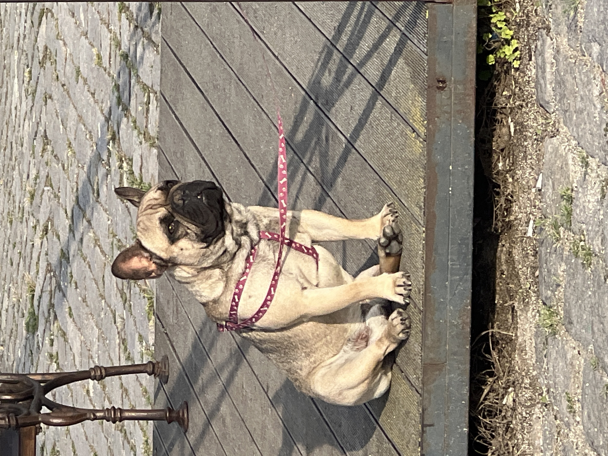 The media file displays a fawn-colored French Bulldog with a black snout and ears, positioned as if lying down on a wooden surface. Due to the image's vertical orientation, the dog appears on its right side. It is wearing a pink harness patterned with white bones, and a matching pink leash extends from it towards the top of the frame.
The setting is an outdoor area in Varna, Bulgaria, characterized by contrasting ground textures. The dog rests on what appears to be a wooden deck or boardwalk, indicated by horizontal planks covering the upper middle and right side of the image. A dark metal border or beam separates this wooden surface from a lower area of grey, irregularly shaped cobblestones or paving stones, which fill the left side of the frame. Small patches of green vegetation and dry foliage are visible between the stones and along the metal divider. A decorative dark metal support structure, possibly part of a bench or railing, is partially visible in the bottom left corner.
The activity shows the dog in a relaxed posture, looking directly at the camera with an alert but calm expression. The scene is brightly illuminated by direct sunlight, casting sharp, elongated shadows from the leash and other elements onto the wooden planks, indicative of a clear, sunny day, likely morning or late afternoon. There is no visible text in the image.