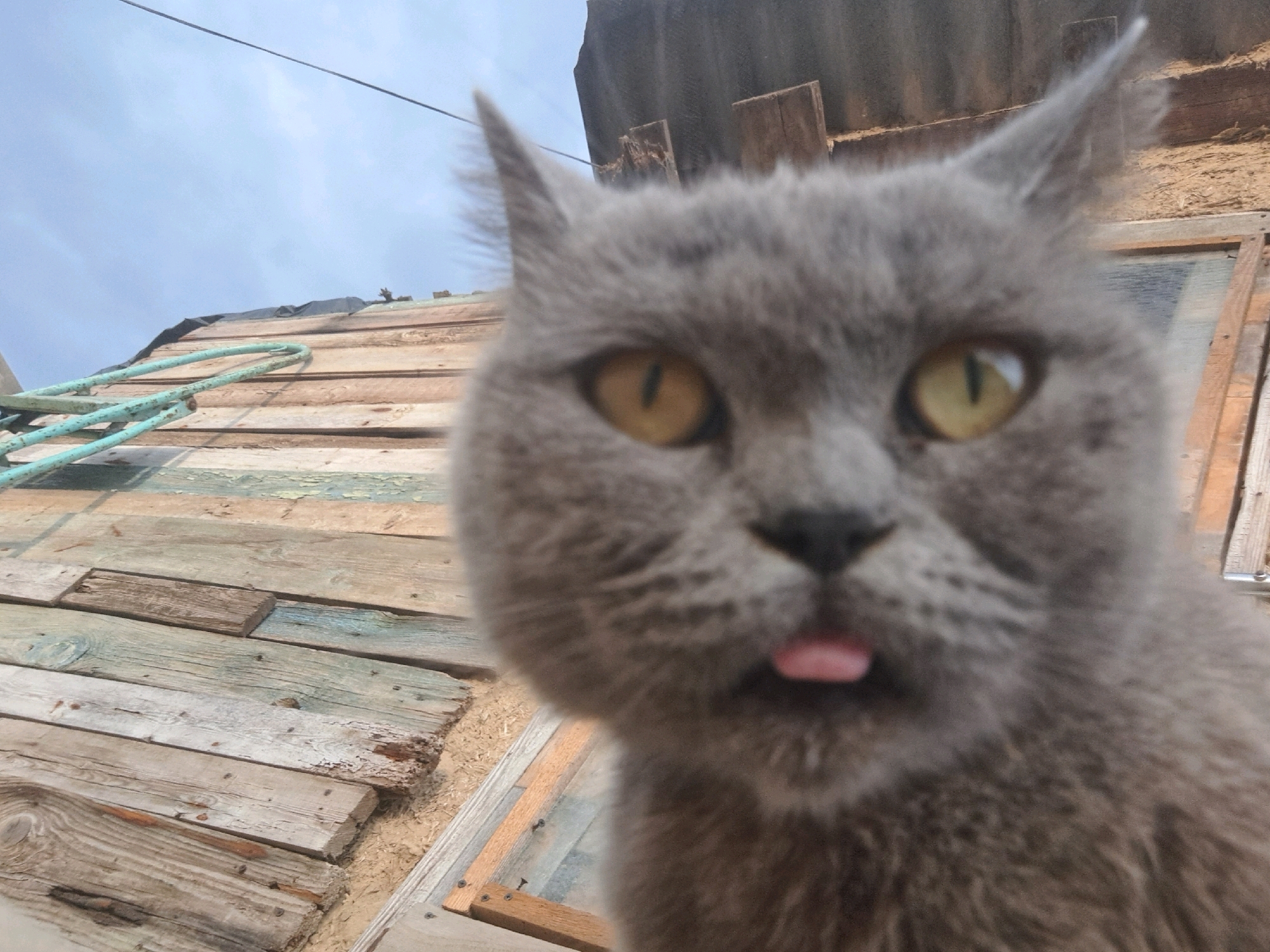 A close-up, low-angle shot shows a grey cat with yellow eyes looking directly at the camera, with its pink tongue sticking out. The cat is in the foreground, with its face and chest filling much of the frame. In the background, a wooden fence made of weathered planks runs horizontally. Above the fence, a blue sky with some clouds is visible. A turquoise rope is draped over the fence. The scene appears to be outdoors. The image was taken in the village of Vypasne, Ukraine.