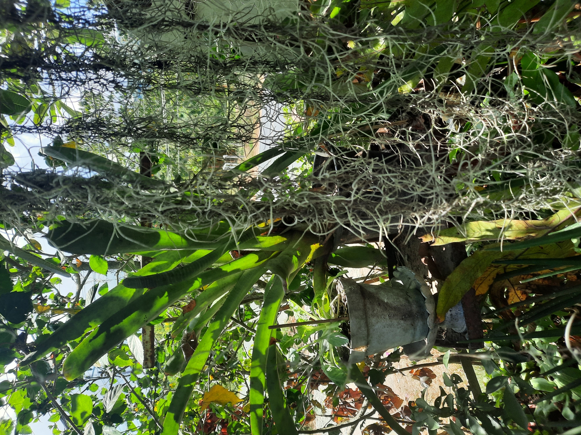 The image appears to have been taken from a low angle, looking up through dense vegetation including Spanish moss and other green foliage. There are long, broad green leaves that may belong to an orchid or similar epiphytic plant. A weathered concrete planter is visible. The background is blurred and shows hints of buildings or structures, along with a glimpse of sky. Based on the query specifying Baan Nok Sai, Thailand, the scene likely depicts a garden or natural setting within that location, featuring locally grown flora and possible residential or commercial buildings in the distance.
