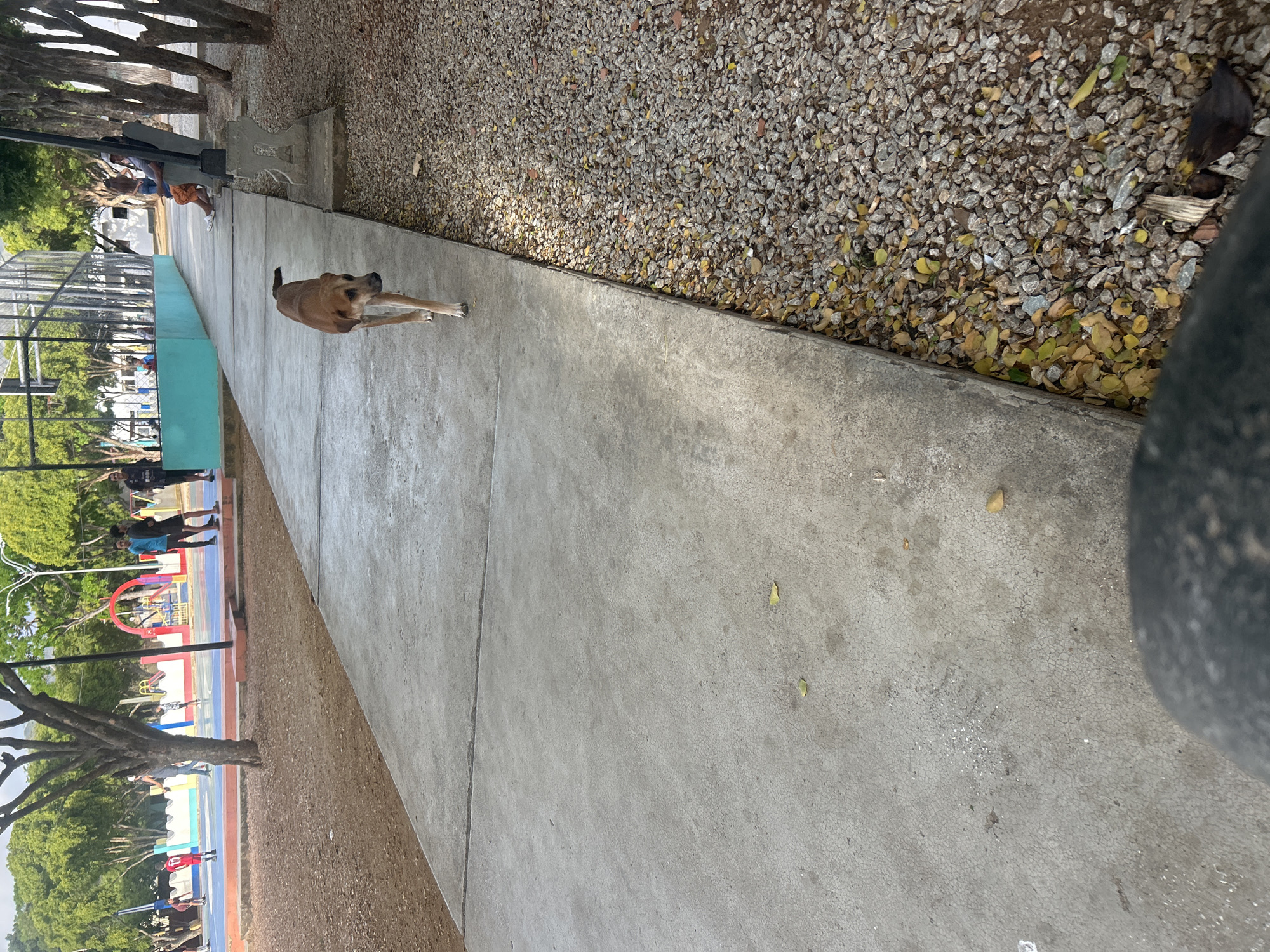 The image depicts an outdoor scene, possibly a park or recreational area, with a concrete pathway in the foreground. A medium-sized, brown dog is walking on the pathway, moving away from the camera. To the right of the pathway, there is an area covered with gravel and fallen leaves, with some trees visible in the background. Further in the background, there is a colorful sports court with people, and a bench where two individuals are seated. The overall environment suggests a public space in Santa Ana, Venezuela, with elements of both nature and recreational facilities.