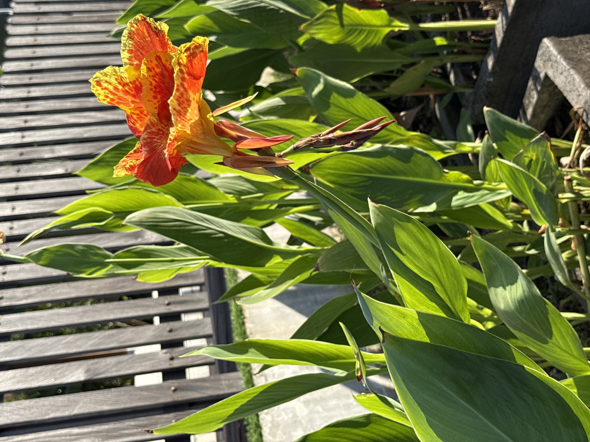 The image, correctly oriented, presents a close-up view of a vibrant, tropical flower, likely a Canna lily, in an outdoor garden setting. The prominent subject is a large, open bloom on the left side of the frame, featuring striking red and yellow speckled petals with ruffled edges. Adjacent to this main flower, several smaller flower buds are visible on the stem, some reddish-brown and others greener, indicating future blossoms.
The flower and its stem are enveloped by a dense array of broad, bright green leaves, characteristic of Canna plants. Many of these leaves are illuminated by direct sunlight, creating distinct highlights and shadows across their surfaces. In the background on the left, a light-colored wooden slatted structure, possibly part of a pathway, deck, or fence, runs horizontally, showing its textured planks and the gaps between them. Towards the upper right, a grey concrete or stone structure, potentially a wall or planter boundary, is partially visible and somewhat obscured by the foliage. A lighter-colored ground surface, possibly a path, can be seen beneath the leaves and to the right of the wooden structure.
The scene is bathed in bright natural sunlight, suggesting a clear, sunny day, likely late morning or early afternoon, evidenced by the strong illumination and sharp shadows. The lush, tropical flora is consistent with the location context of Kuta Selatan, Indonesia. There are no people or visible text in the image, and no specific activity is taking place.