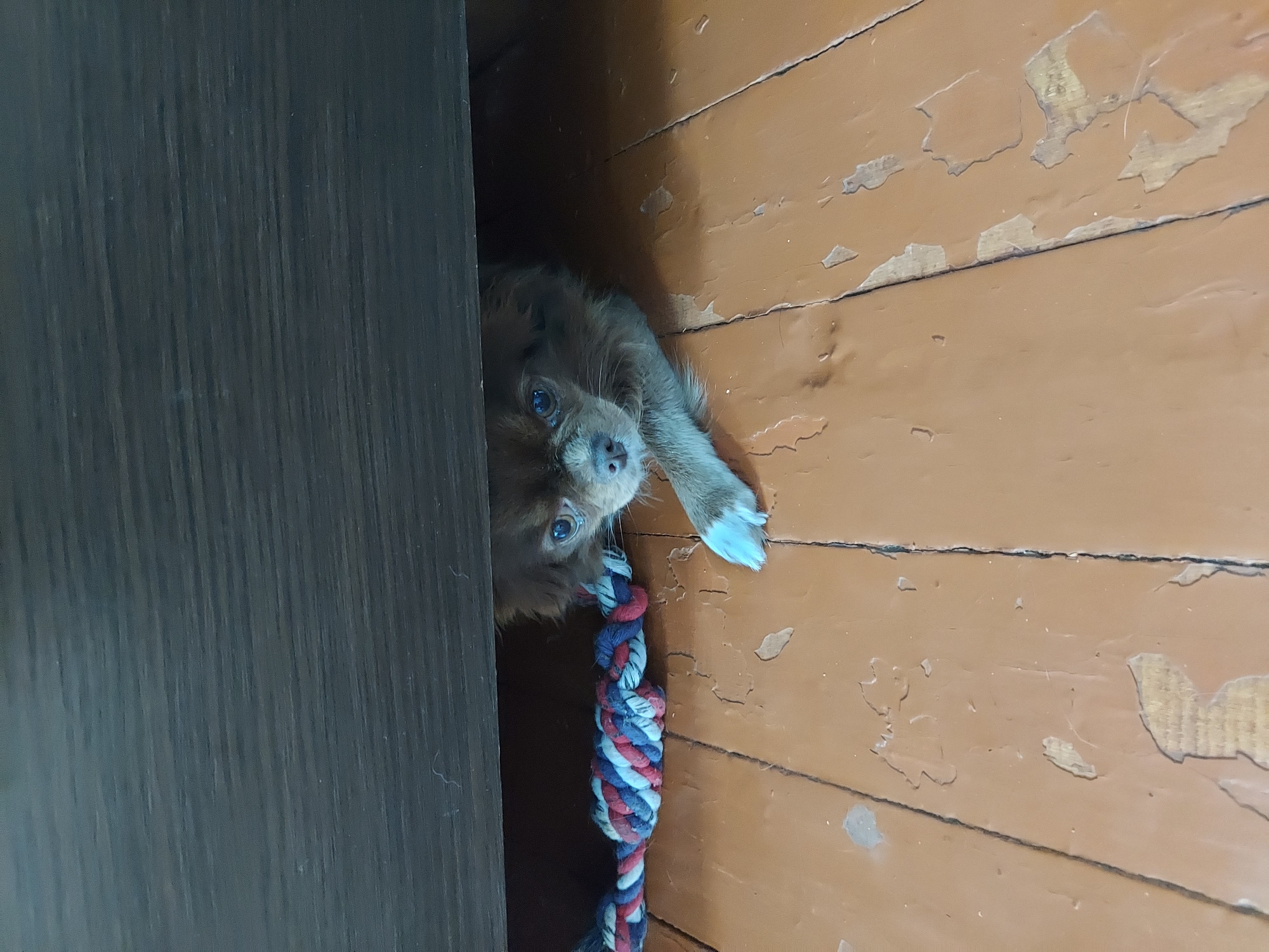 An indoor scene depicts a small, long-haired, brown dog partially visible under a dark wooden furniture piece, located in Unknown, Unknown. The dog's head and right foreleg, which has distinct white markings on its paw, are extended from the shadowed space beneath the furniture. Its eyes are dark and wet. To the left of the dog, a braided rope toy, composed of red, white, and blue fibers, rests on the floor and extends into the shadowed area. The floor consists of wooden planks painted a worn, reddish-brown or rusty orange. The paint exhibits significant peeling and chipping, revealing lighter substrate underneath, and multiple cracks and seams are present between the planks. The wooden furniture piece above the dog is dark brown with a visible grain texture.