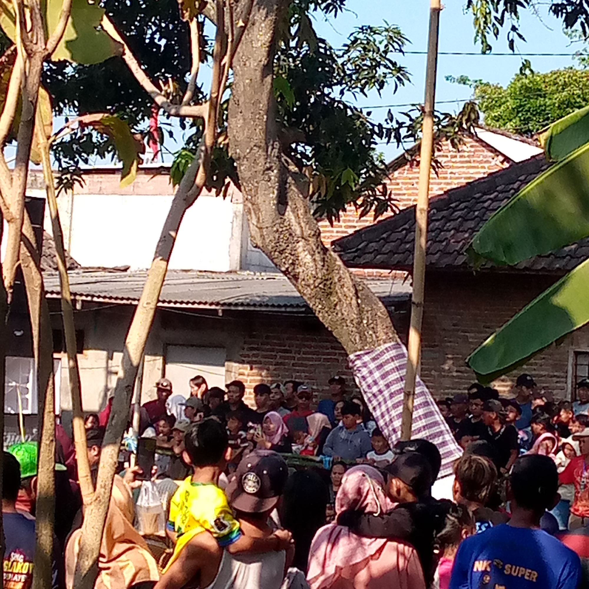The image captures a gathering of people in an outdoor setting, likely a village or a community event, in Sumberwono, Indonesia. In the foreground, a prominent tree with a thick, gnarled trunk dominates the frame, its branches obscuring parts of the scene. A checkered fabric, purple and white, is wrapped around a section of the tree trunk.
A crowd of individuals, of varying ages and genders, are visible behind the tree. Many are looking towards something beyond the frame or interacting with each other. Some are holding mobile phones, possibly taking pictures or videos. The architectural background suggests a cluster of houses with tiled roofs and brick walls. Large green leaves, possibly from a banana plant, are present in the upper right corner of the image, indicating a tropical environment.
The atmosphere appears to be one of a communal gathering, perhaps a festival or a local ceremony. The overall lighting suggests it is daytime, with sunlight casting shadows. The scene is densely populated, with people standing and some children visible among the adults. The image provides a snapshot of a local community event in a rural or semi-rural Indonesian setting.