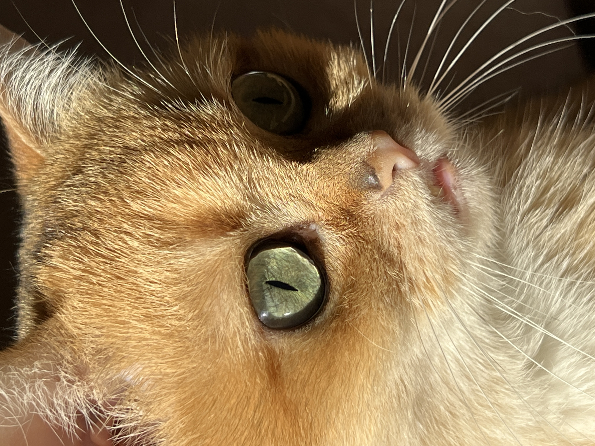The media file presents a tightly cropped, high-detail portrait of a cat's face, likely taken from a slightly low angle. The primary subject is a cat with soft, textured fur, predominantly golden-orange/ginger with lighter cream-colored patches, especially around its nose and cheek. Its eyes are a striking green-gold color with distinct, narrow vertical pupils, suggesting the presence of bright ambient light.
Strong, direct lighting, likely sunlight, illuminates the cat's face, creating clear highlights on its fur and a reflective sheen on its eyes. Numerous long, fine white whiskers fan out from its muzzle, prominent against a dark, out-of-focus background. The cat's pink nose and a small part of its mouth are visible. One eye is fully captured in the foreground, while a portion of the second eye is visible further up and to the left in the frame.
The cat appears alert and calm, seemingly observing something outside the frame. The image emphasizes the intricate details of its fur, eyes, and whiskers. No specific activity or event is taking place beyond the cat's static presence. The bright, natural light indicates it is daytime. There are no visible location cues within the image itself to confirm the context of Bar, Montenegro, nor is there any visible text.