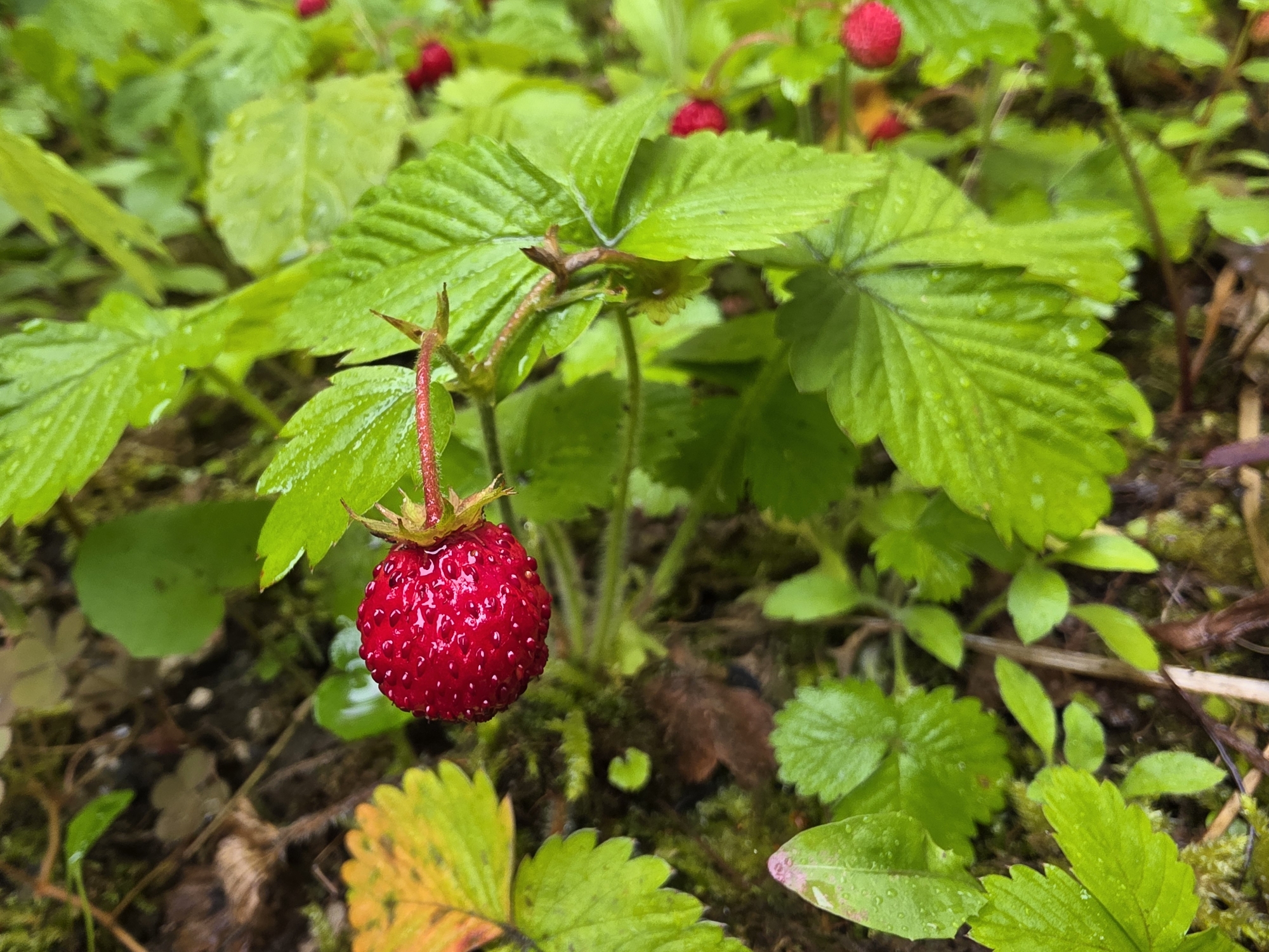 A single, ripe wild strawberry, a vibrant red with visible seeds, hangs from a slender stem. It is surrounded by lush, green foliage, some of which shows signs of being wet, possibly from rain, with small water droplets clinging to the leaves. The ground beneath is a mix of dark soil, moss, and fallen leaves. In the background, other wild strawberries and more green leaves are visible, creating a natural, woodland setting. This scene is consistent with the vegetation found in areas like the Hardhöhe or Scherbsgraben in Fürth, Germany, where such wild berries and plants commonly grow in uncultivated or park-like areas. There are no people or animals present in the image.