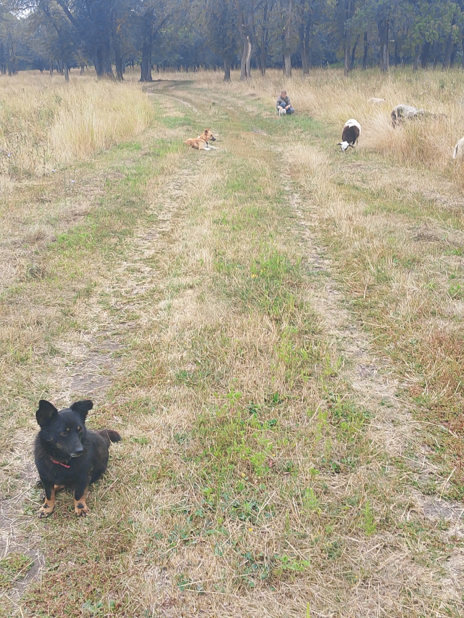 In a grassy field with a dirt path winding through it, a black dog with tan paws and a red collar sits in the foreground, looking to the right. Further down the path, a person crouches in the grass next to a white dog. In the background, several sheep graze in the field, with a line of trees forming the backdrop. The scene appears to be in a rural or natural setting.