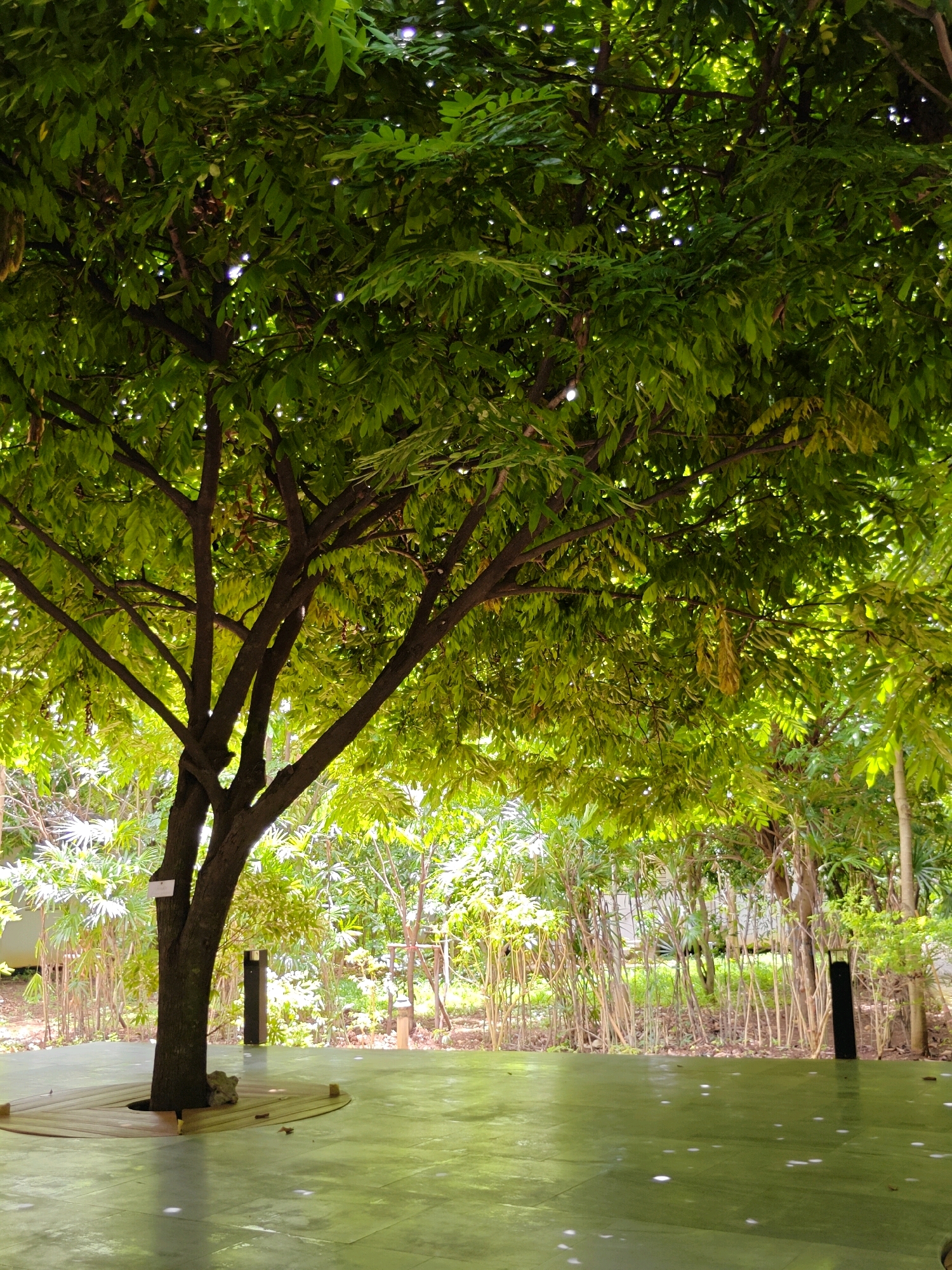 A wide, vertical shot captures an outdoor scene featuring a large tree with dense green foliage, casting shadows on a polished, green floor. The floor, possibly a paved patio or deck, has a slightly reflective surface with scattered white spots that appear to be reflections or light effects. The tree's trunk is dark and textured, with several branches extending outwards, some of which are intertwined. A white tag is attached to the trunk. The tree is situated within a circular wooden border at its base. Behind the tree, a dense thicket of thin, upright bamboo-like plants forms a natural backdrop. In the distance, there are hints of buildings and other greenery. Two dark, rectangular posts are visible in the mid-ground, suggesting an architectural element. The overall ambiance is serene and natural, possibly indicating a park, garden, or tranquil outdoor seating area in a tropical setting. The location is identified as Mu Si, Thailand.