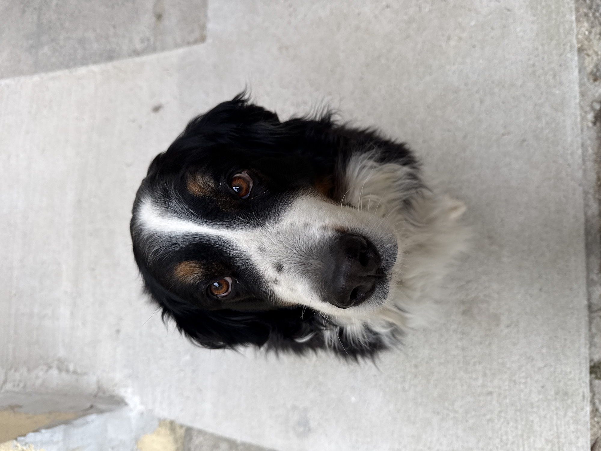 A close-up, high-angle shot features a black and white dog looking up at the camera. The dog's fur is predominantly black with white markings on its face and chest. It has brown eyes and a black nose. The dog is positioned on a gray concrete surface, possibly a sidewalk or a step. The background is blurred. The photo was taken in the city of Zagreb, Croatia.