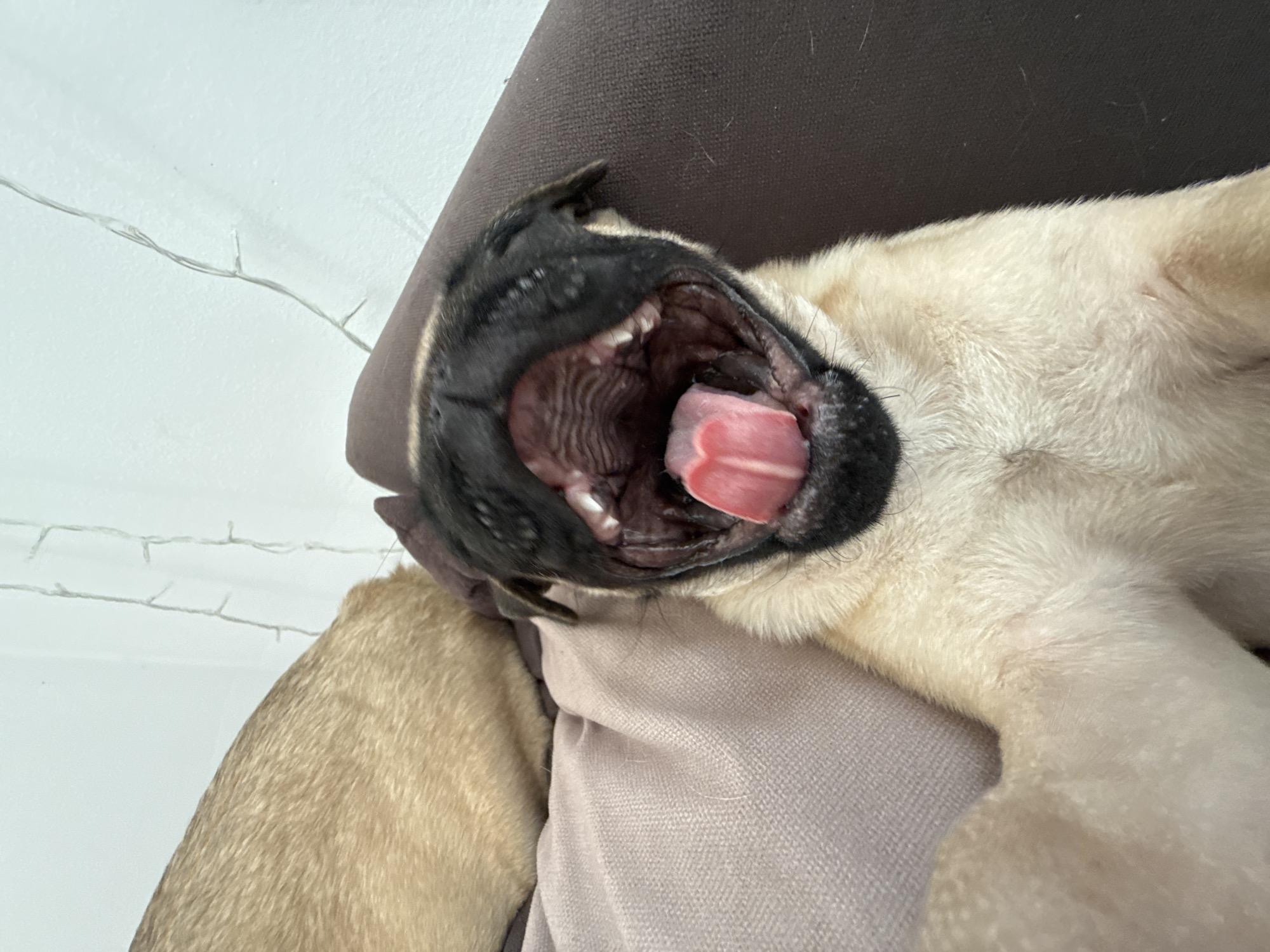 A pug dog is lying down, its head facing the camera, with its mouth wide open in a yawn or a bark. The inside of the mouth is visible, showing the tongue and teeth. The dog's coat is primarily tan and white. The dog is resting on a soft surface, possibly a cushion or bedding. In the background, a white wall with a string of lights is visible. The scene appears to be indoors. The location is unknown.