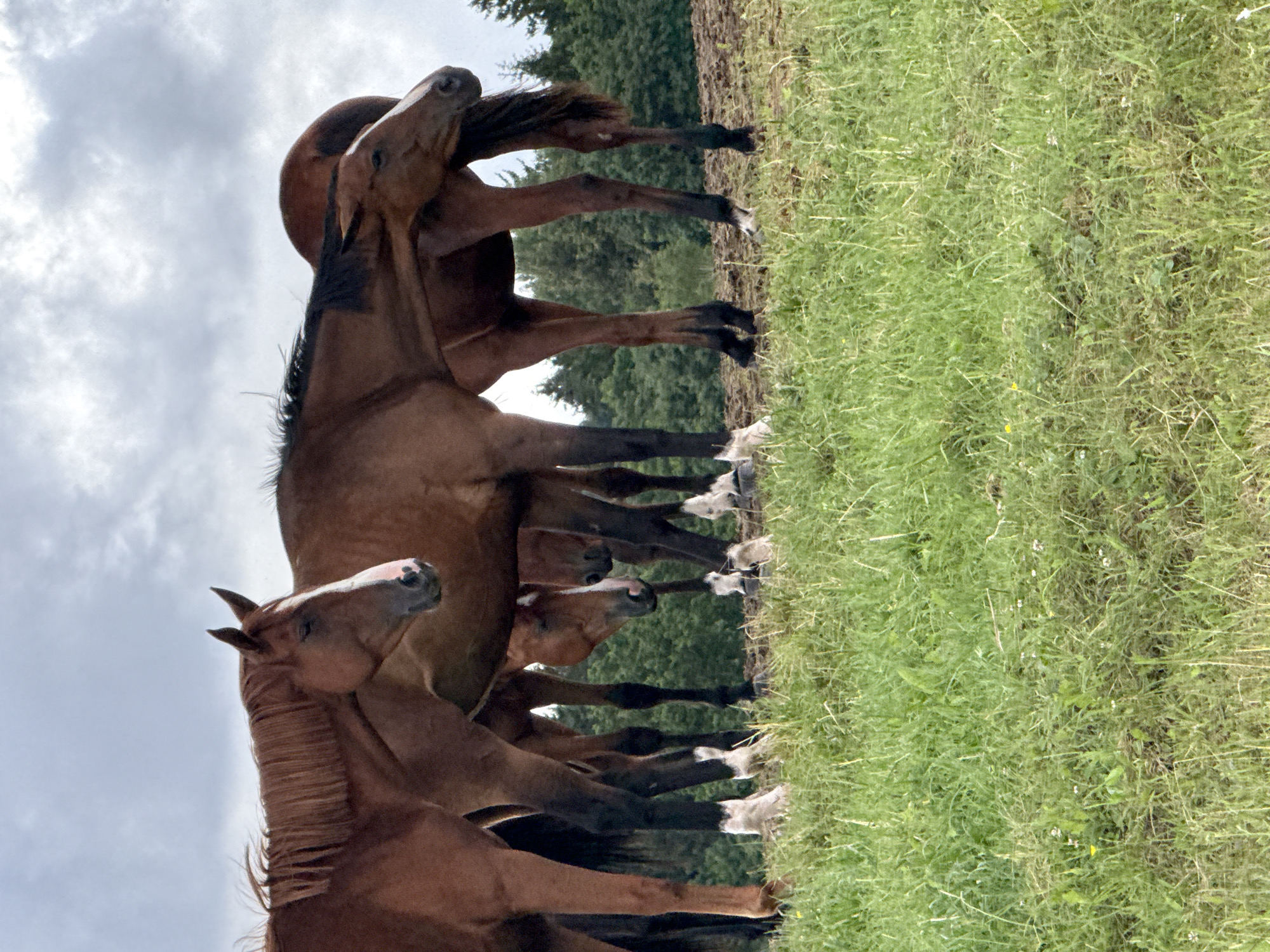 In the city of Galinė, Lithuania, a herd of brown horses stand in a grassy field. The horses are positioned in the center and right of the frame, with their heads lowered. Some of the horses have white markings on their faces and legs. The background consists of a dense forest of green trees. The sky above is overcast with gray clouds. The foreground is a lush green meadow with patches of dry grass. The image appears to be taken outdoors in natural daylight.
