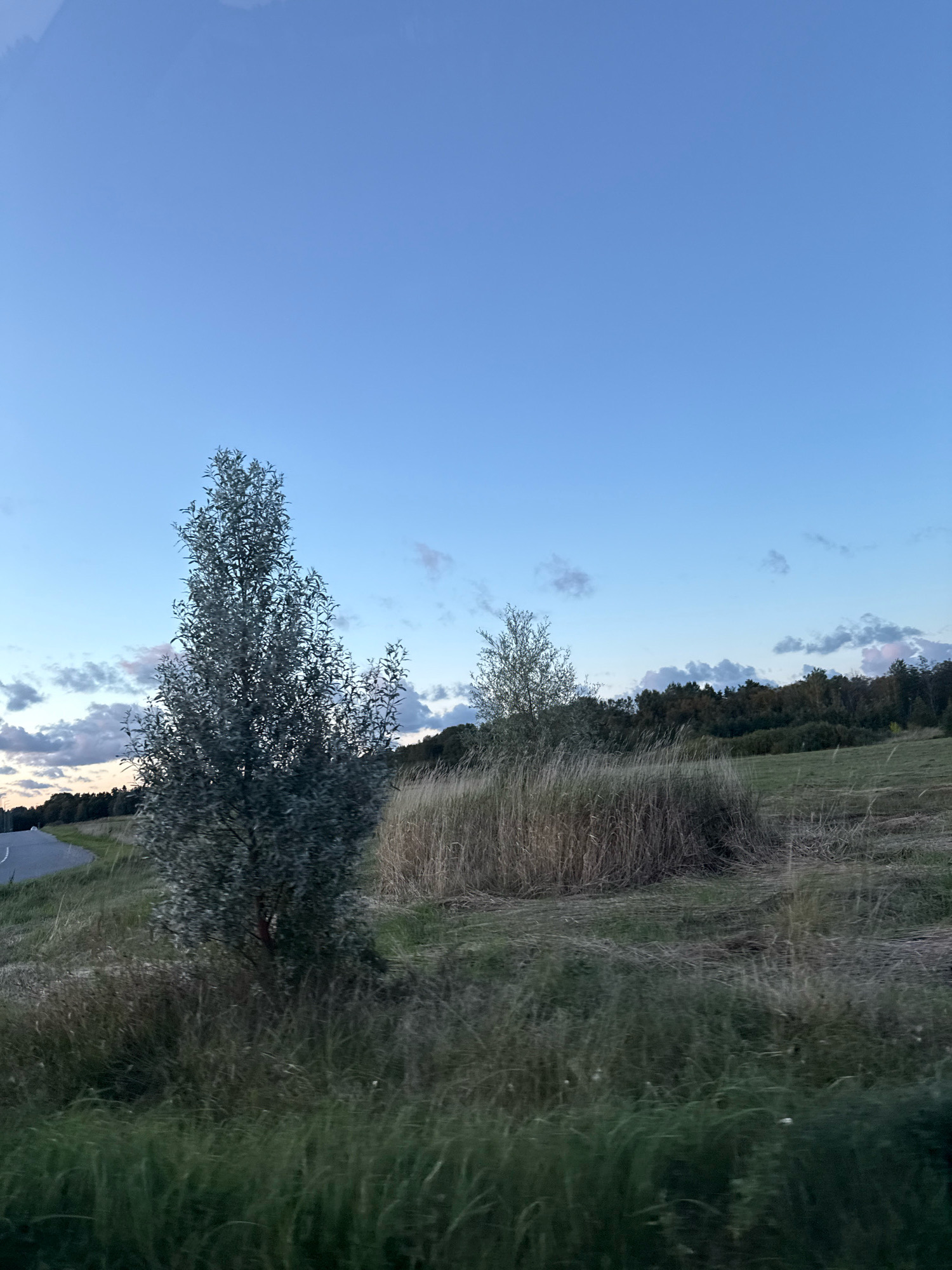 The image depicts a roadside scene in the vicinity of Alliku, Estonia. The landscape features a gently sloping grassy field with scattered trees and dry vegetation. A paved road curves into the distance on the left side of the frame. In the foreground, a slender tree with silvery-green foliage stands prominently. Behind it, a dense patch of tall, dry grass creates a textured backdrop. Further into the distance, a line of dark green trees forms a natural boundary along the horizon. The sky above is a clear, soft blue with a few wispy clouds, suggesting either early morning or late evening light. There are no people or animals visible in the image. The overall impression is one of a tranquil, rural environment.