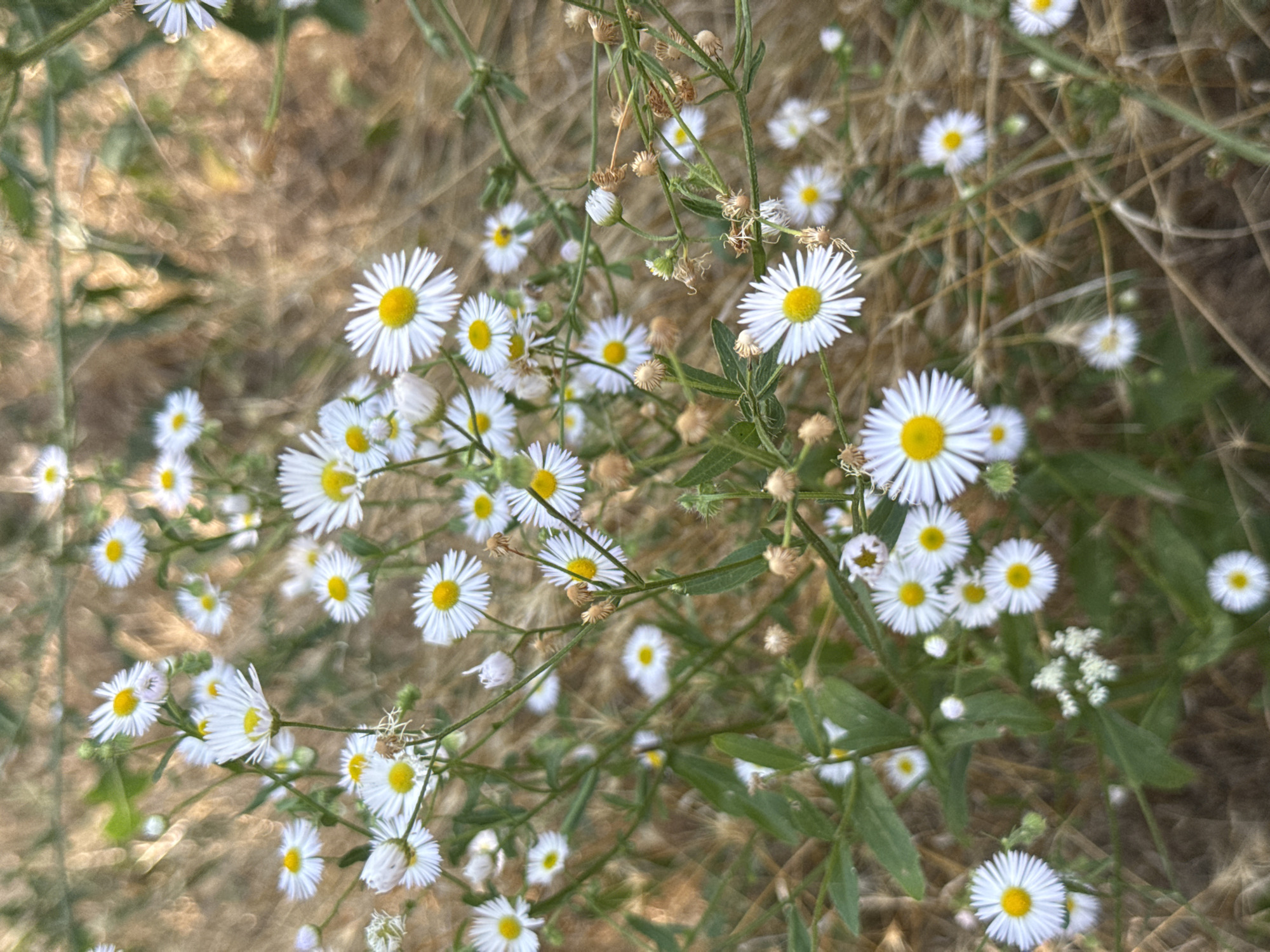 A patch of wild daisies with white petals and yellow centers are in bloom in a field in Pleven, Bulgaria. The flowers are clustered together on thin green stems, with some of the flowers in full bloom and others still in bud. The background is a blur of dry grass and vegetation, suggesting a natural, uncultivated environment. The lighting is natural, indicating it is daytime.