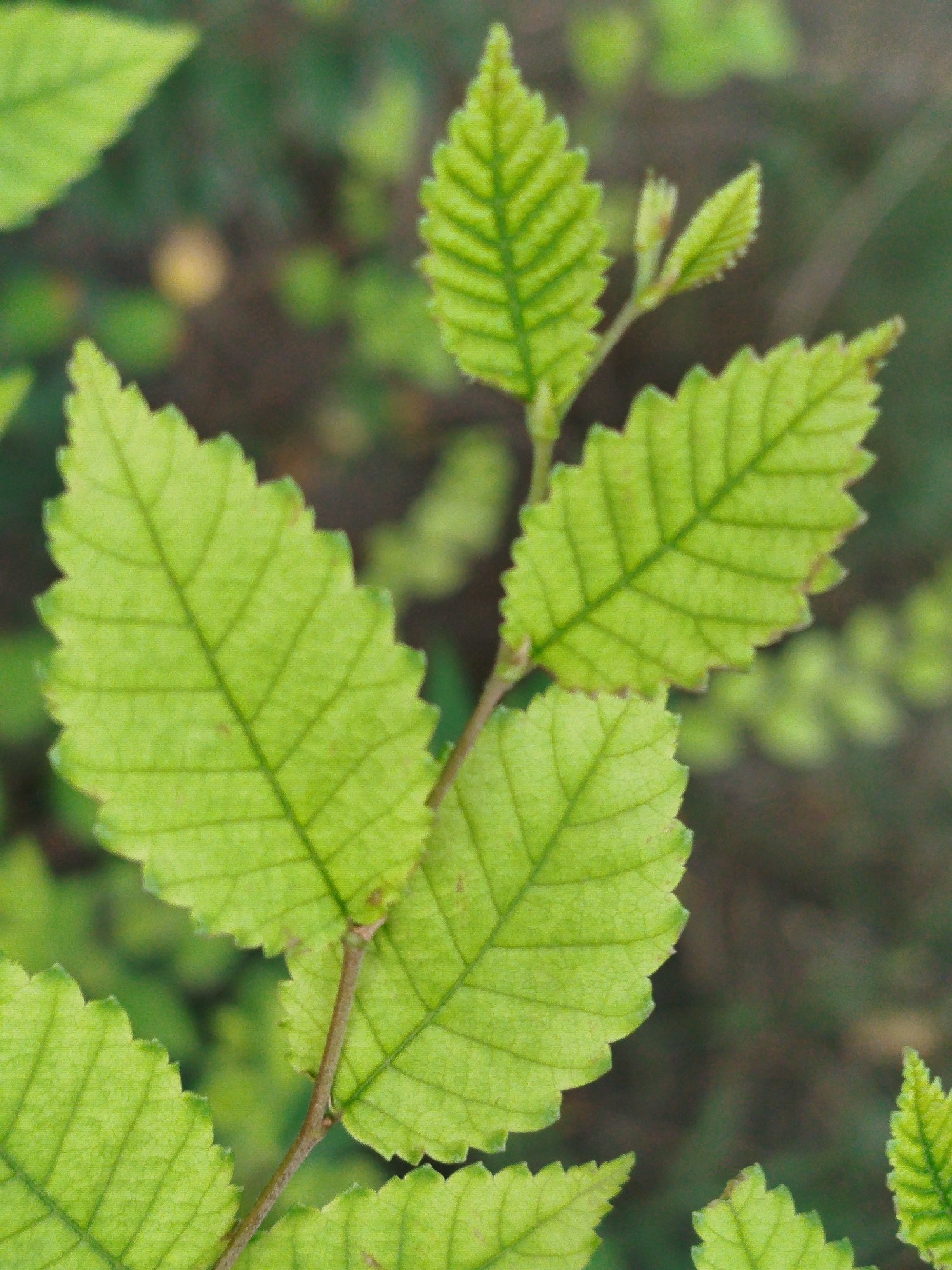 A close-up, vertical shot focuses on a cluster of bright green leaves with serrated edges. The leaves are backlit, revealing their prominent veins. In the background, out of focus, are dark green foliage and some lighter, blurred green shapes. A thin, brown stem is visible, connecting some of the leaves. There are no people, animals, or man-made objects visible in the image, nor any indication of the city of Qarağandı city administration, Kazakhstan. The scene appears to be a natural outdoor setting.