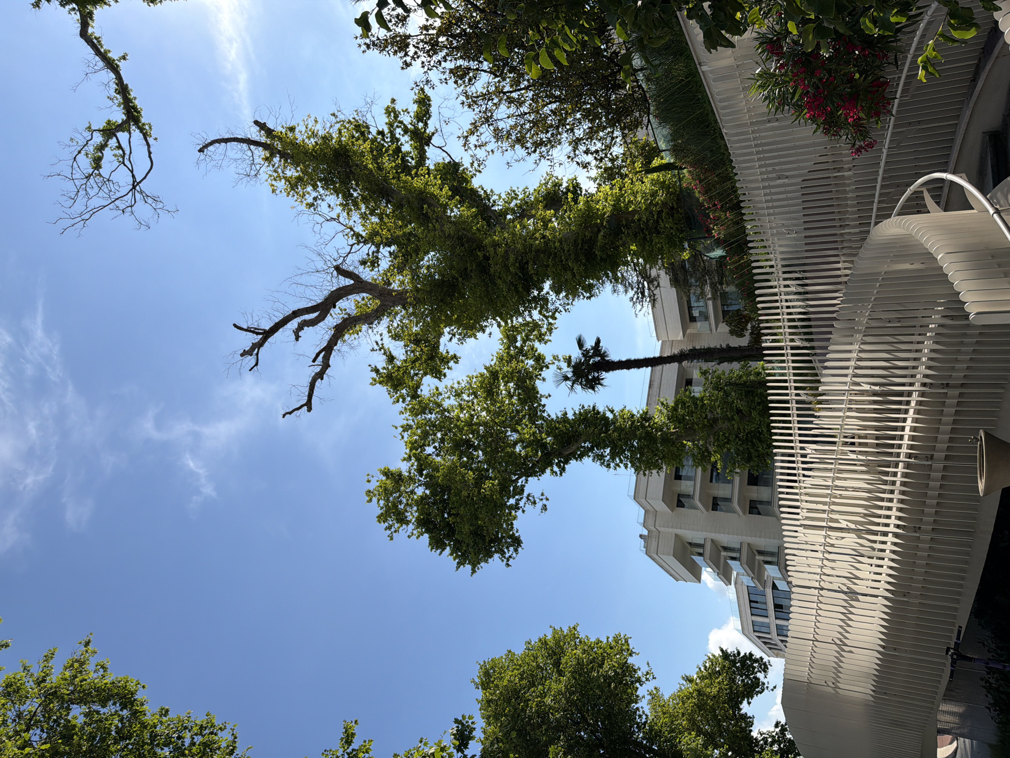 A bright, sunny day is captured in this downward-looking shot of a modern building and lush greenery. The scene is set in Sochi, Russia. The building, constructed with light-colored stone and featuring multiple balconies and large windows, stands tall against a clear blue sky dotted with wispy white clouds. A distinctive white, slatted structure, possibly a walkway or canopy, curves prominently in the foreground, casting sharp shadows.
The natural elements are equally striking. A large tree, its branches heavily laden with vibrant green leaves, dominates the middle ground, its trunk and limbs reaching upwards towards the sky. Another, older tree with bare, gnarled branches adds a contrasting texture to the scene. Smaller trees with dense foliage are visible at the bottom of the frame. A palm tree can be spotted peeking out from behind the larger tree. Small pink flowers add a splash of color to the lush landscape. The sunlight suggests it is daytime, likely late morning or early afternoon. No people or specific events are depicted.