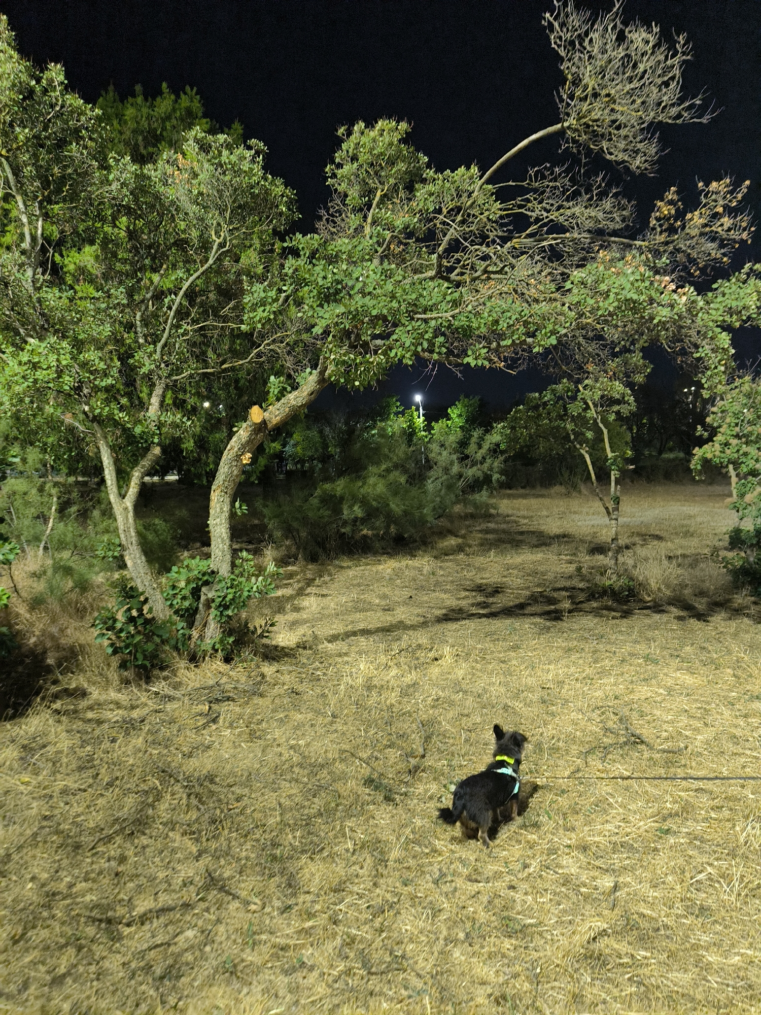 A small, dark-colored dog with a yellow and blue collar is positioned in the center-right of the frame, facing away from the camera and towards the right edge of the image. The dog is on a leash, the cord of which extends to the right and out of frame. The dog is situated in a dry, grassy field, with the grass appearing matted and light brown.
The background features several trees and shrubs. A large tree with a noticeably trimmed branch is prominent to the left of the dog. Its bark is rough and textured, and its leaves are a vibrant green. Further in the background, more trees and dense foliage are visible, some illuminated by artificial lights that cast shadows on the ground. The sky above is dark, indicating it is nighttime.
The location is a park area in Mykolaiv, Ukraine, likely at night, given the darkness of the sky and the presence of artificial lighting illuminating the trees and the grassy field. The overall scene depicts a tranquil moment of a dog being walked in an outdoor, semi-natural environment at night.