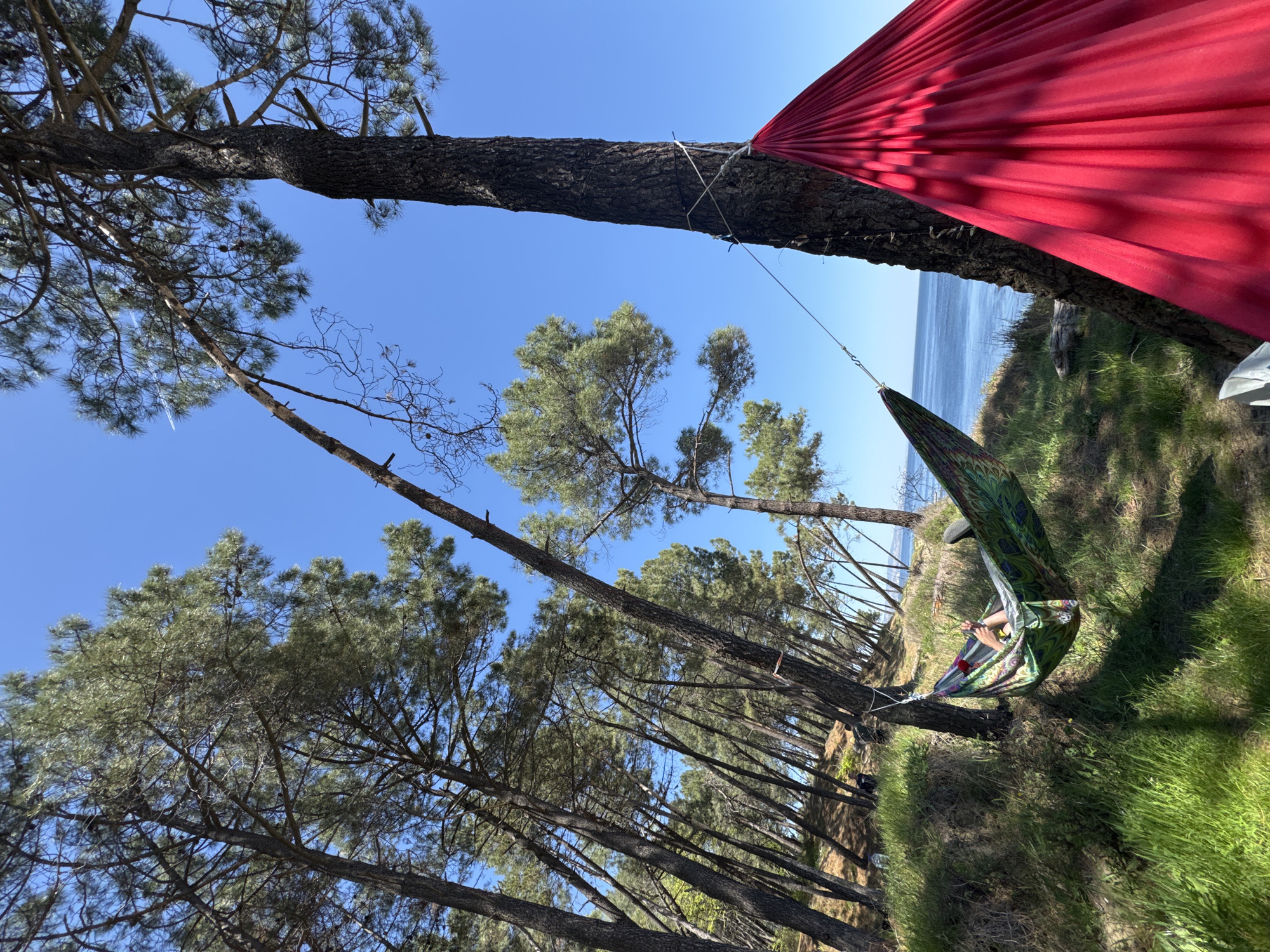 A forest landscape with a person in a hammock is captured in this outdoor photograph. The hammock, with a green, patterned fabric, is suspended between two mature trees. Within the hammock, an individual is visible, appearing relaxed. Above the hammock, a red tarp is attached to the tree, providing shade. The setting is a pine forest, evident from the presence of numerous tall, slender pine trees with dense foliage. The ground is covered with green grass and patches of other vegetation. In the distance, a glimpse of the sea can be seen, indicating the proximity of the forest to the coast. The sky is a clear, bright blue, suggesting a sunny day. While the location is not specified, it appears to be a wooded area near the coast, possibly within the vicinity of Varna, Bulgaria.